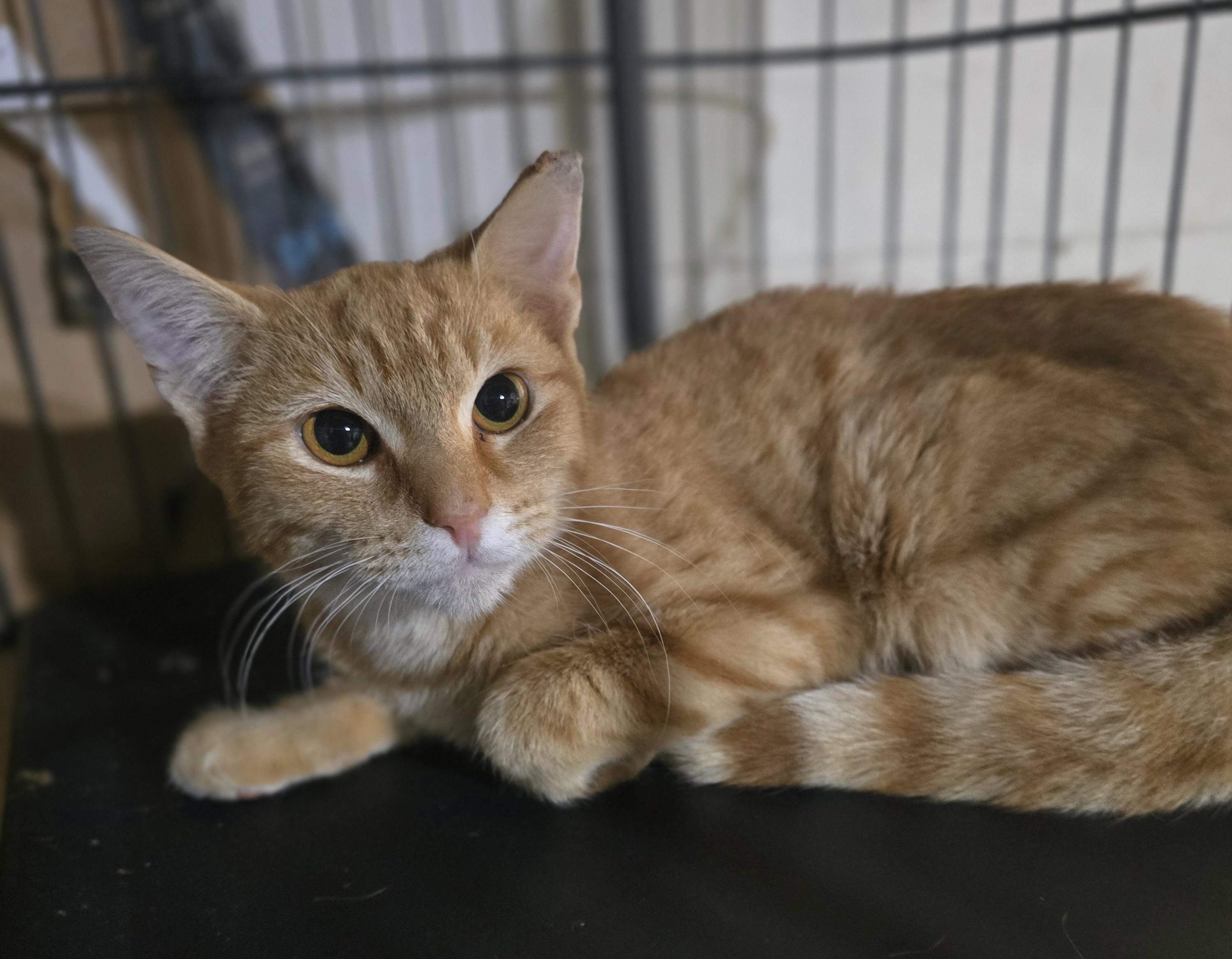 Enlarge The perfect seven letter word "Scrabble", a Adoptable Domestic Short Hair in Elizabeth, PA image 2/5