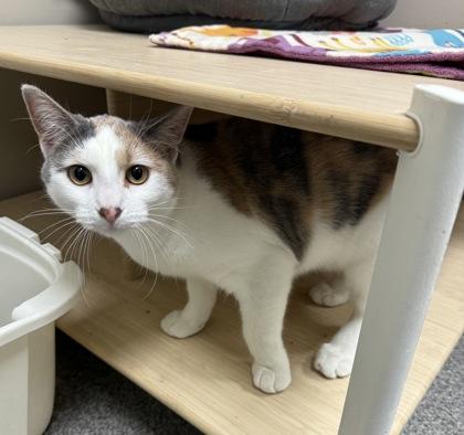 Camo, Adoptable, Kitten Female Domestic Short Hair & Domestic Short Hair.