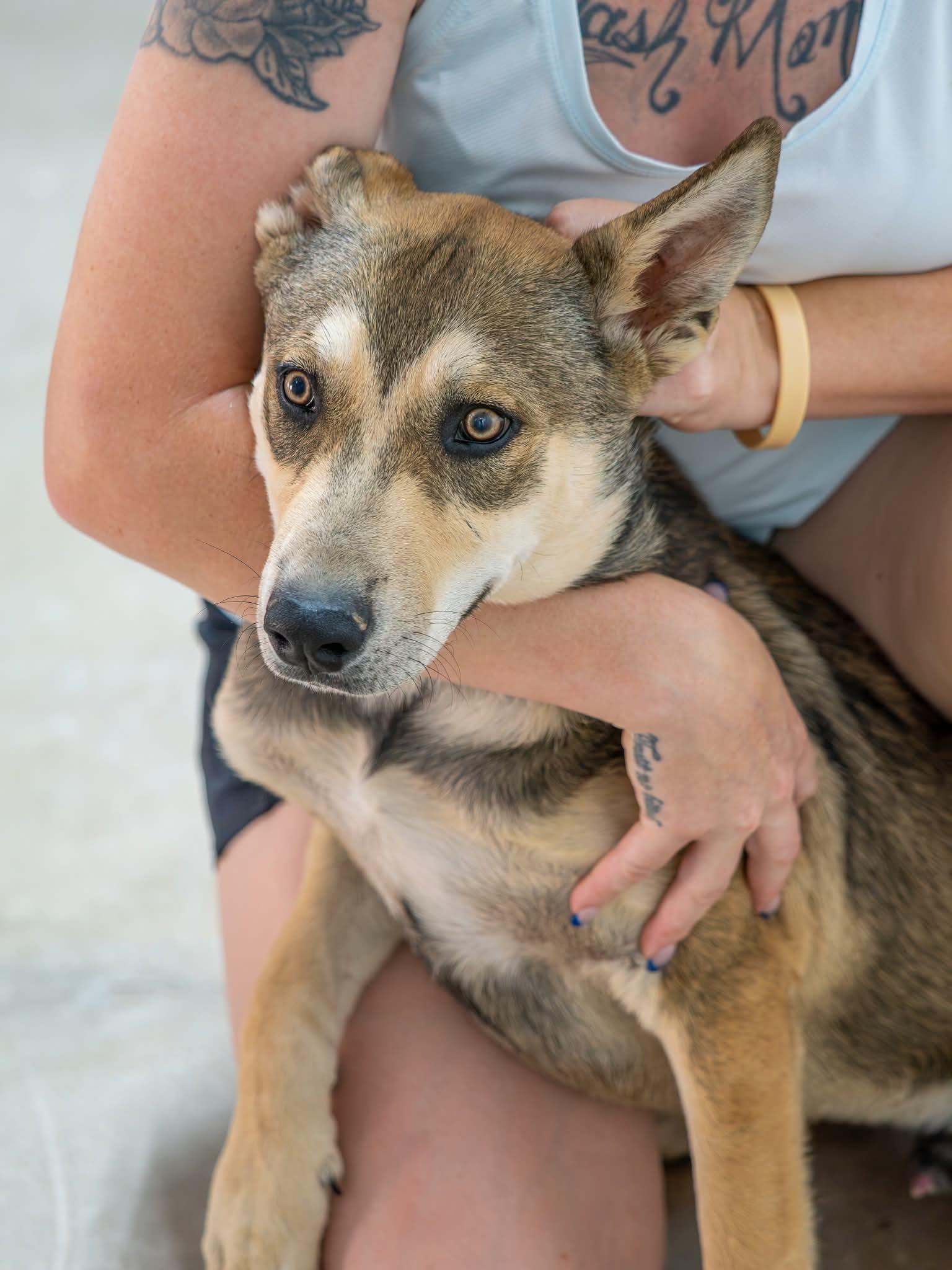 Thor, Adoptable, Young Male Siberian Husky & German Shepherd Dog.