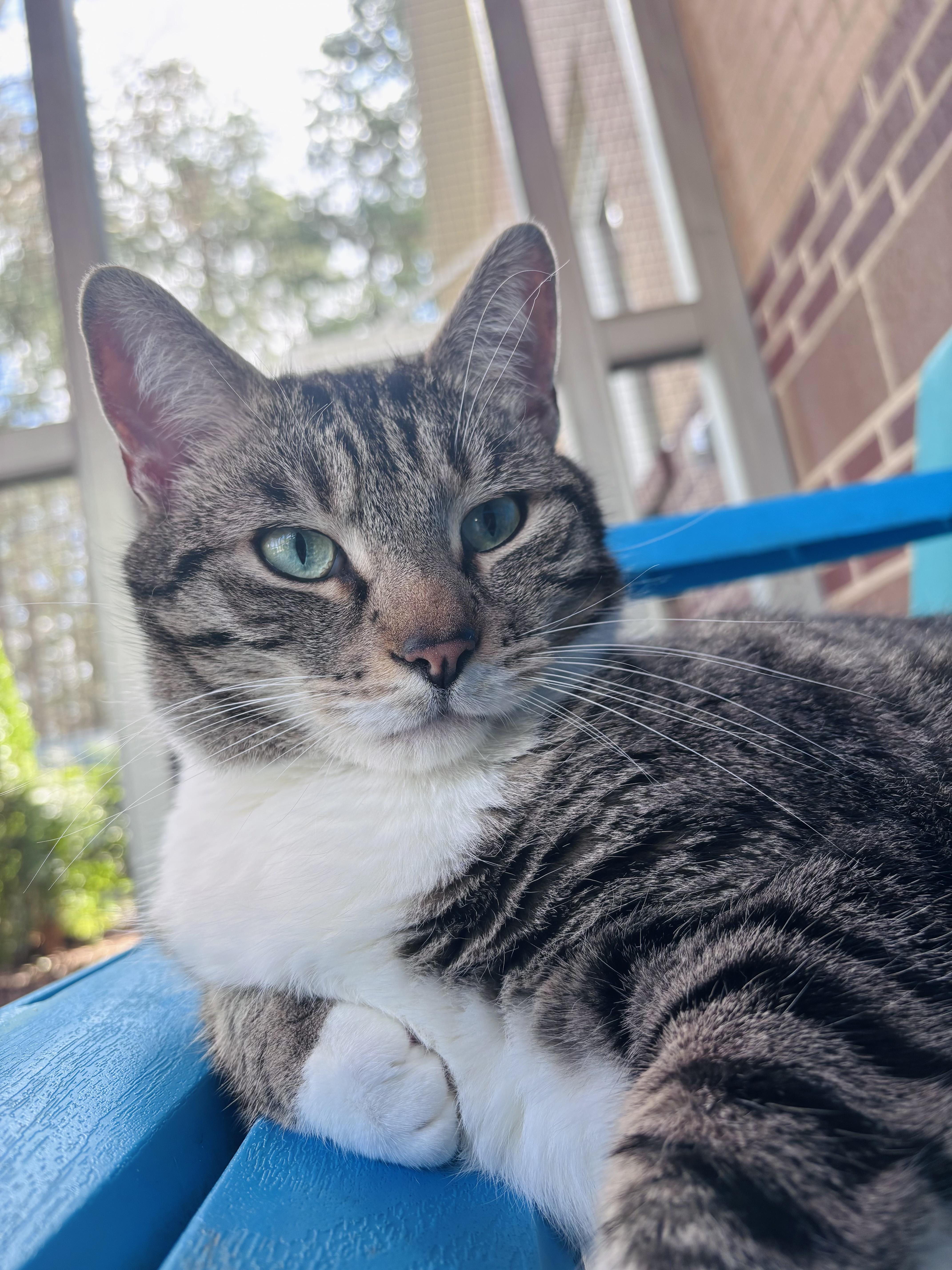 Enlarge Clark, a Adoptable mixed breed in Salisbury, NC image 1/6