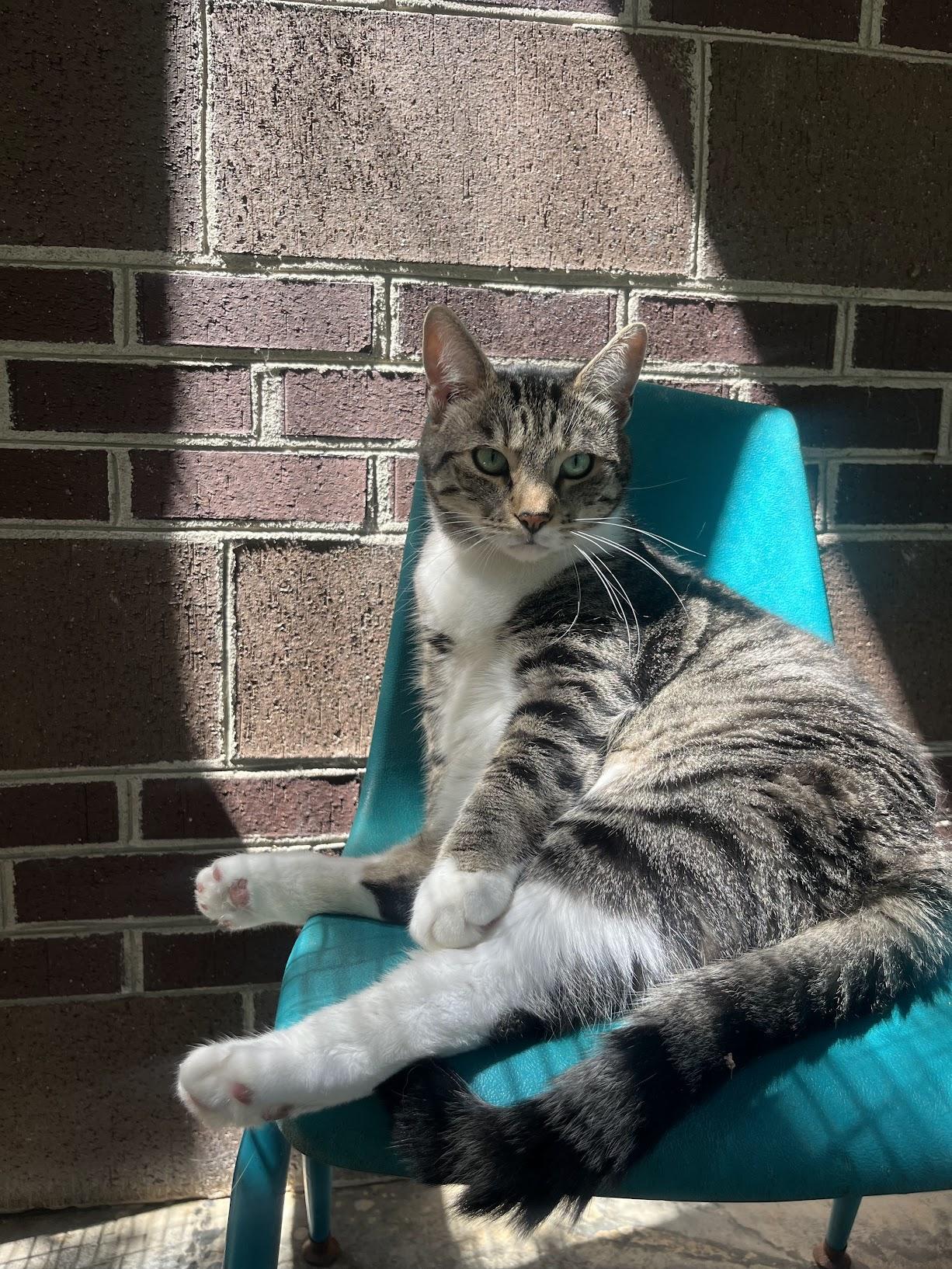 Clark, a Adoptable mixed breed in Salisbury, NC image 3/6