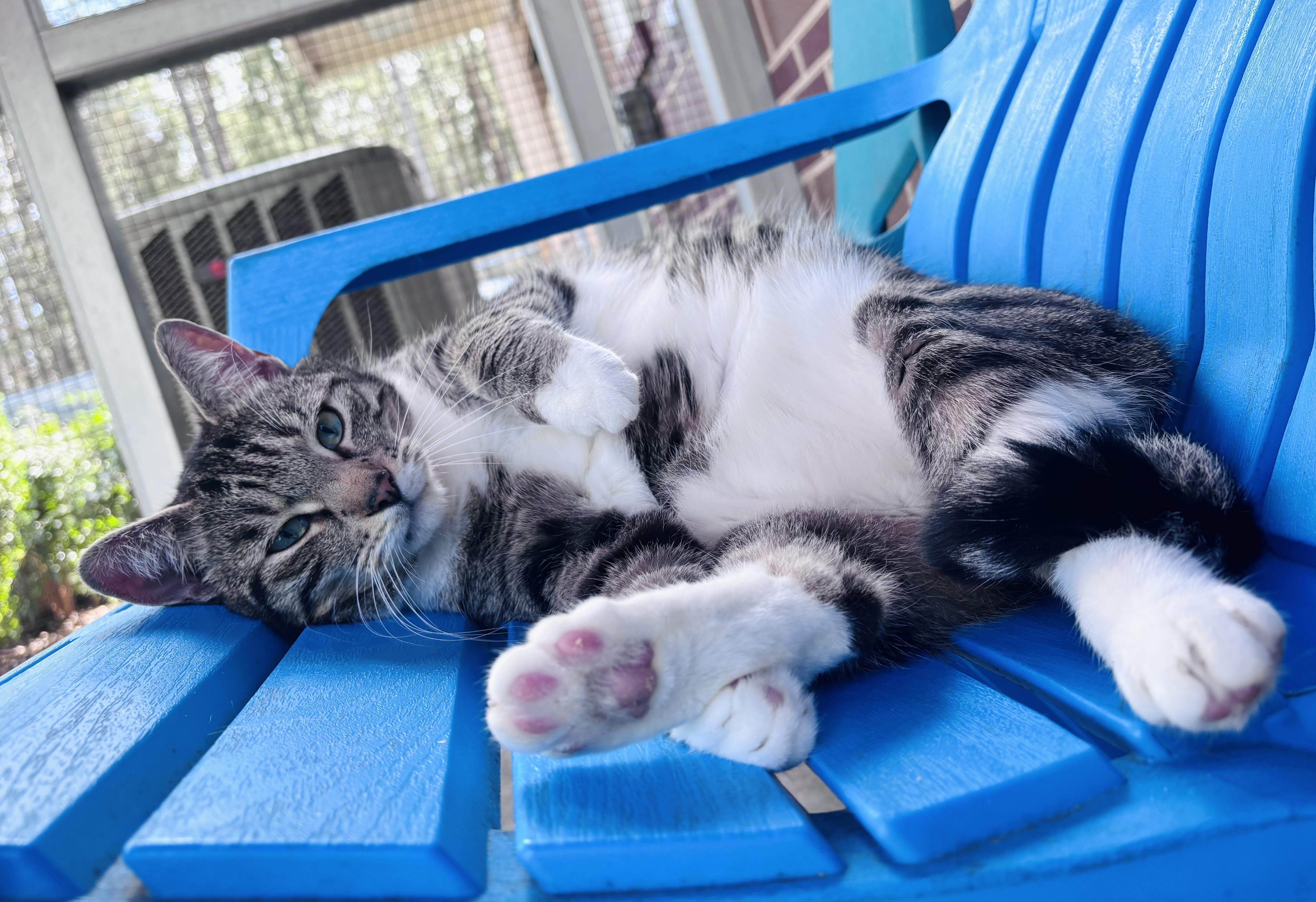 Enlarge Clark, a Adoptable mixed breed in Salisbury, NC image 6/6