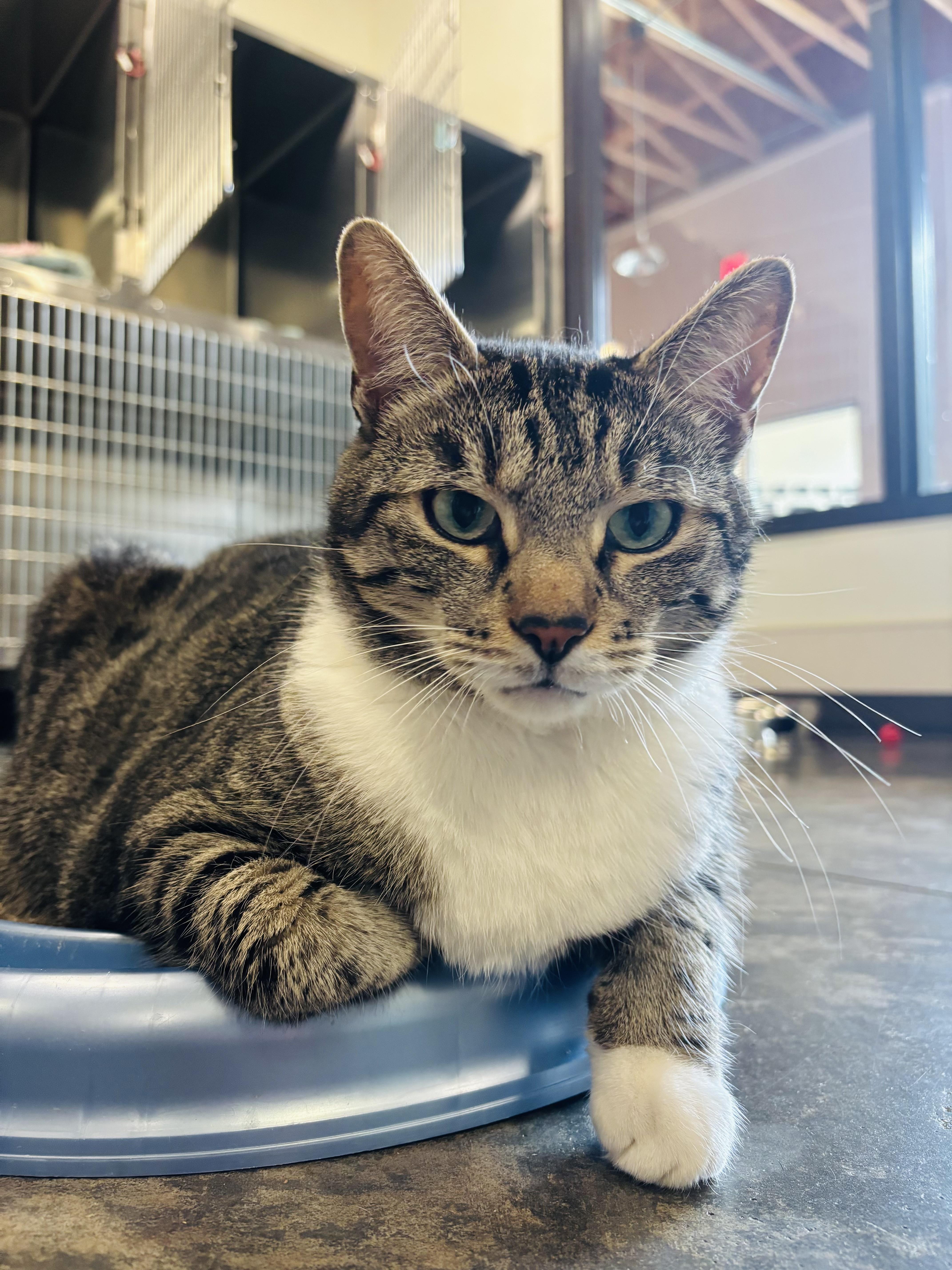 Clark, Adoptable, Adult Male Domestic Short Hair & Tabby.