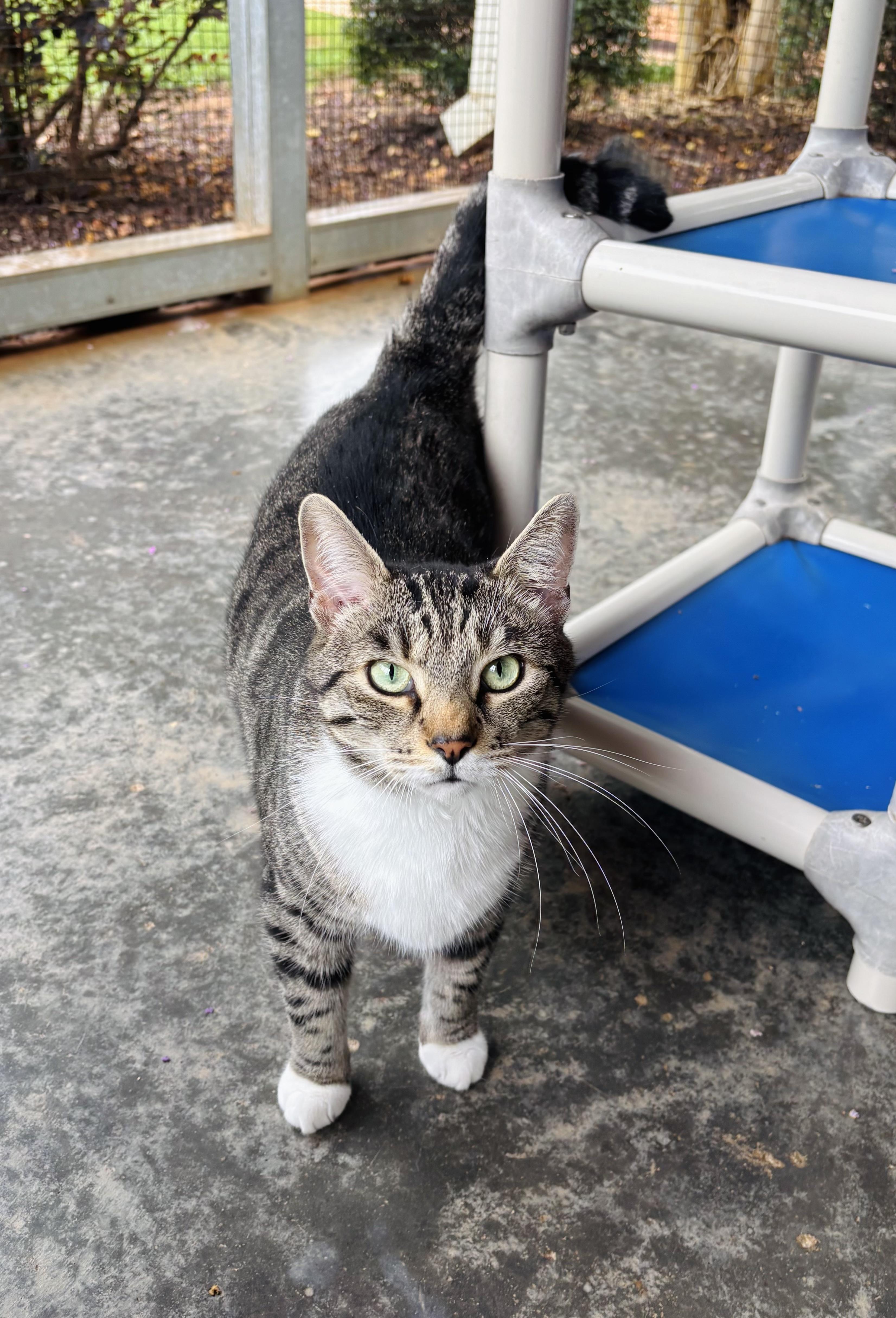 Clark, a Adoptable mixed breed in Salisbury, NC image 6/6