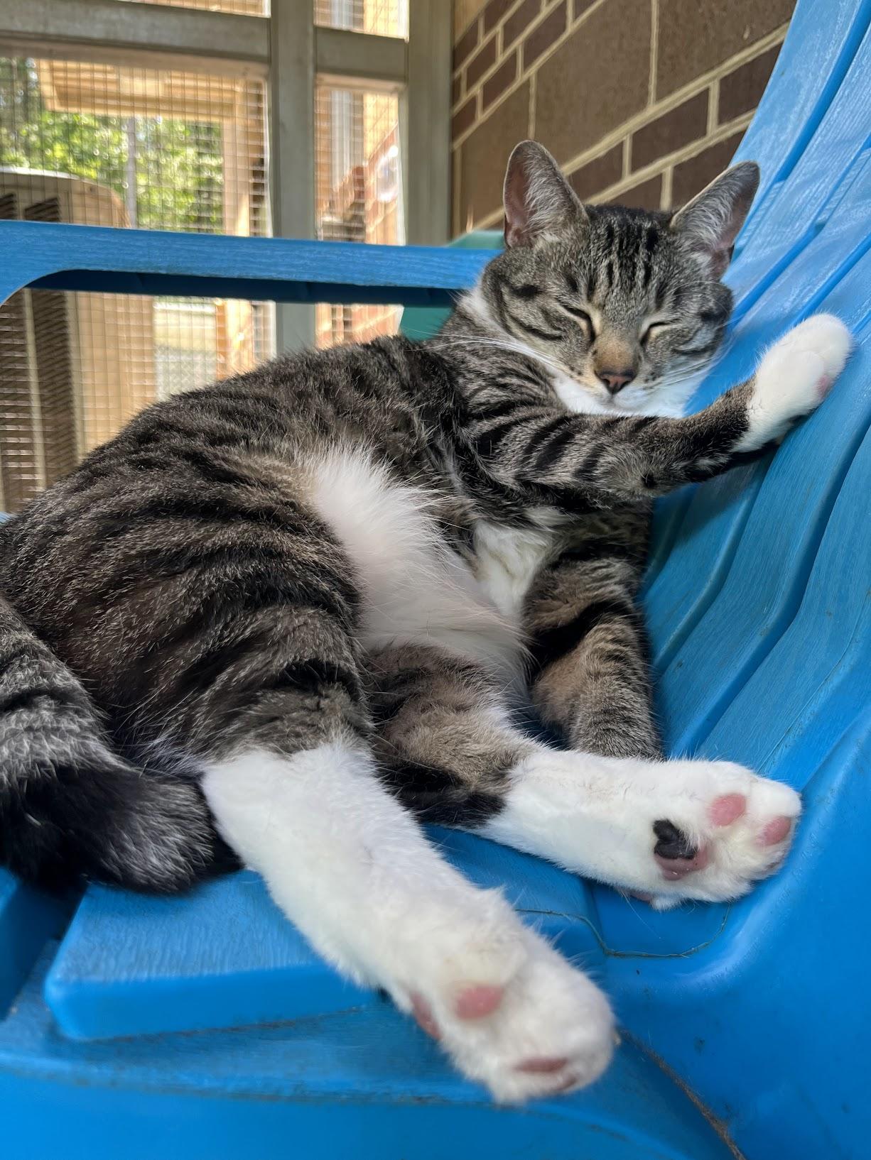 Clark, a Adoptable mixed breed in Salisbury, NC image 4/6