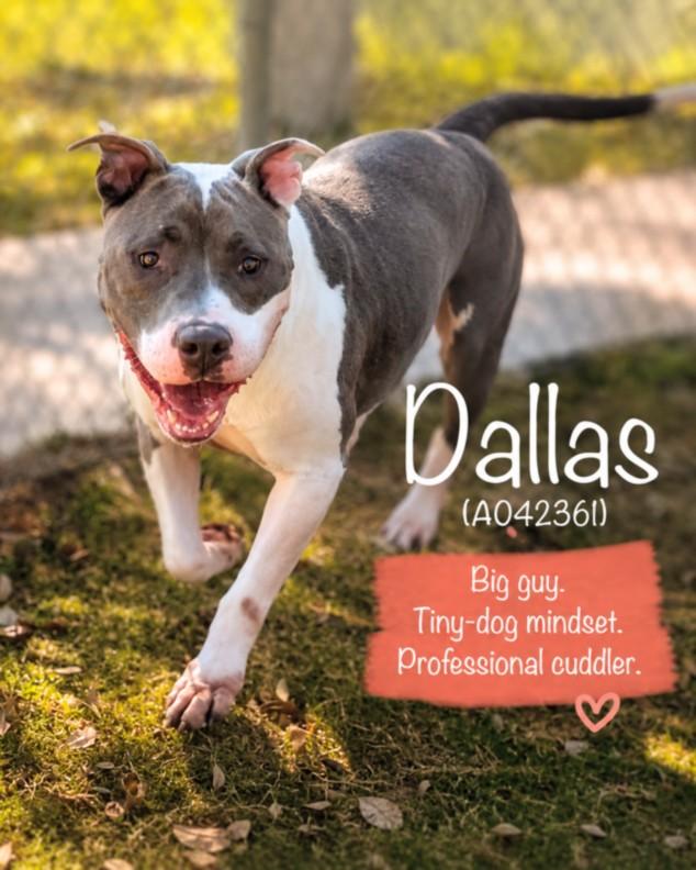 DALLAS, Adoptable, Adult Male Pit Bull Terrier.