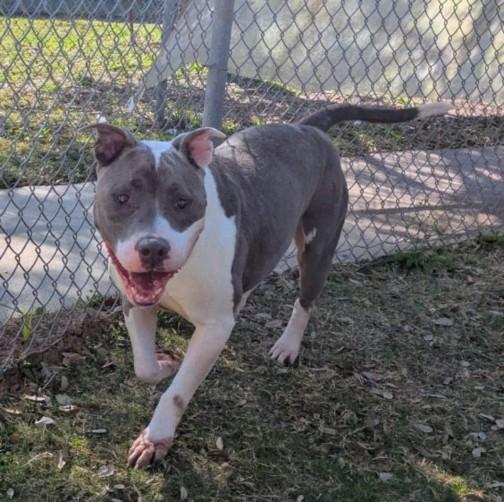 DALLAS, Adoptable, Adult Male Pit Bull Terrier.