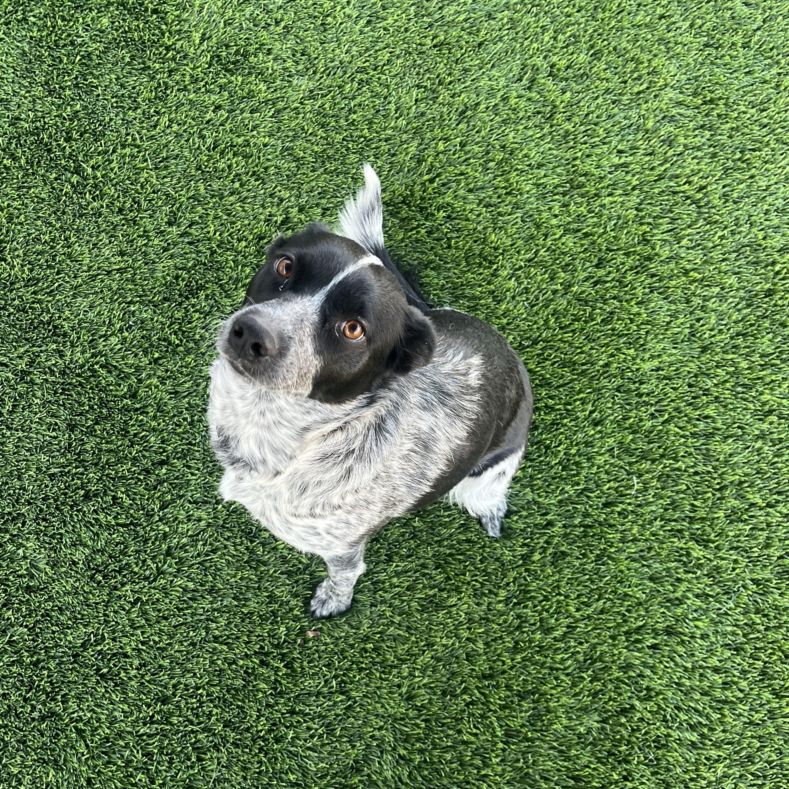 POPTART, ADOPTABLE, Young Female Australian Cattle Dog / Blue Heeler.