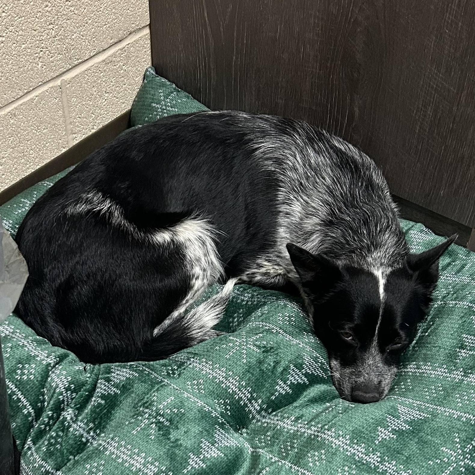 Enlarge POPTART, a ADOPTABLE mixed breed in Washington, UT image 2/3