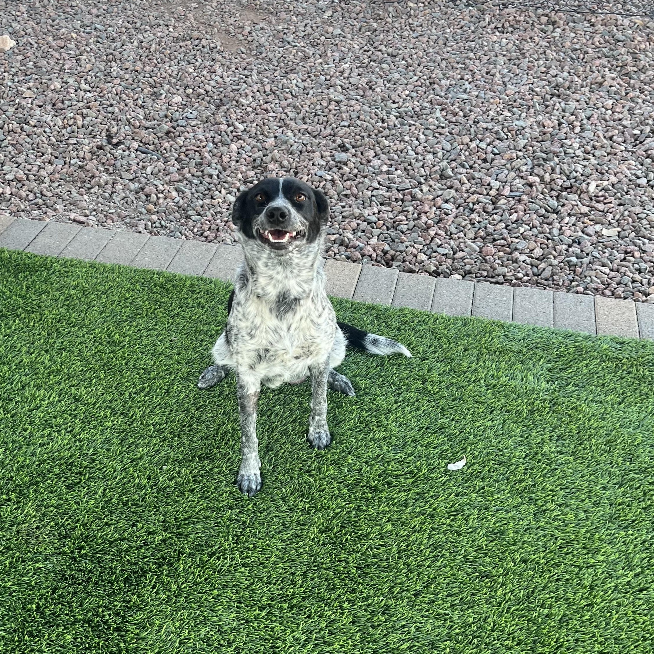 Enlarge POPTART, a ADOPTABLE mixed breed in Washington, UT image 3/3