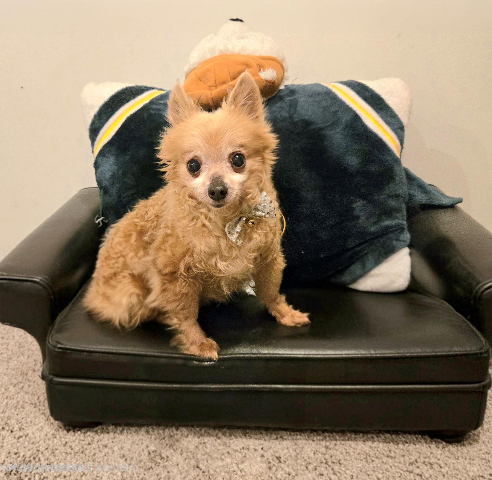 Angelo, a Adopted Chihuahua in Council Bluffs, IA image 1/3