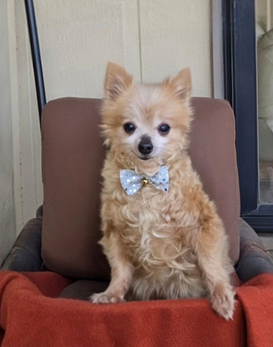 Angelo, a Adopted Chihuahua in Council Bluffs, IA image 3/3