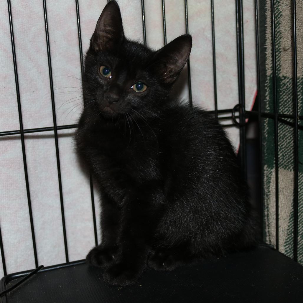 Enlarge Eloise, a Adoptable Domestic Short Hair in debary, FL image 1/1