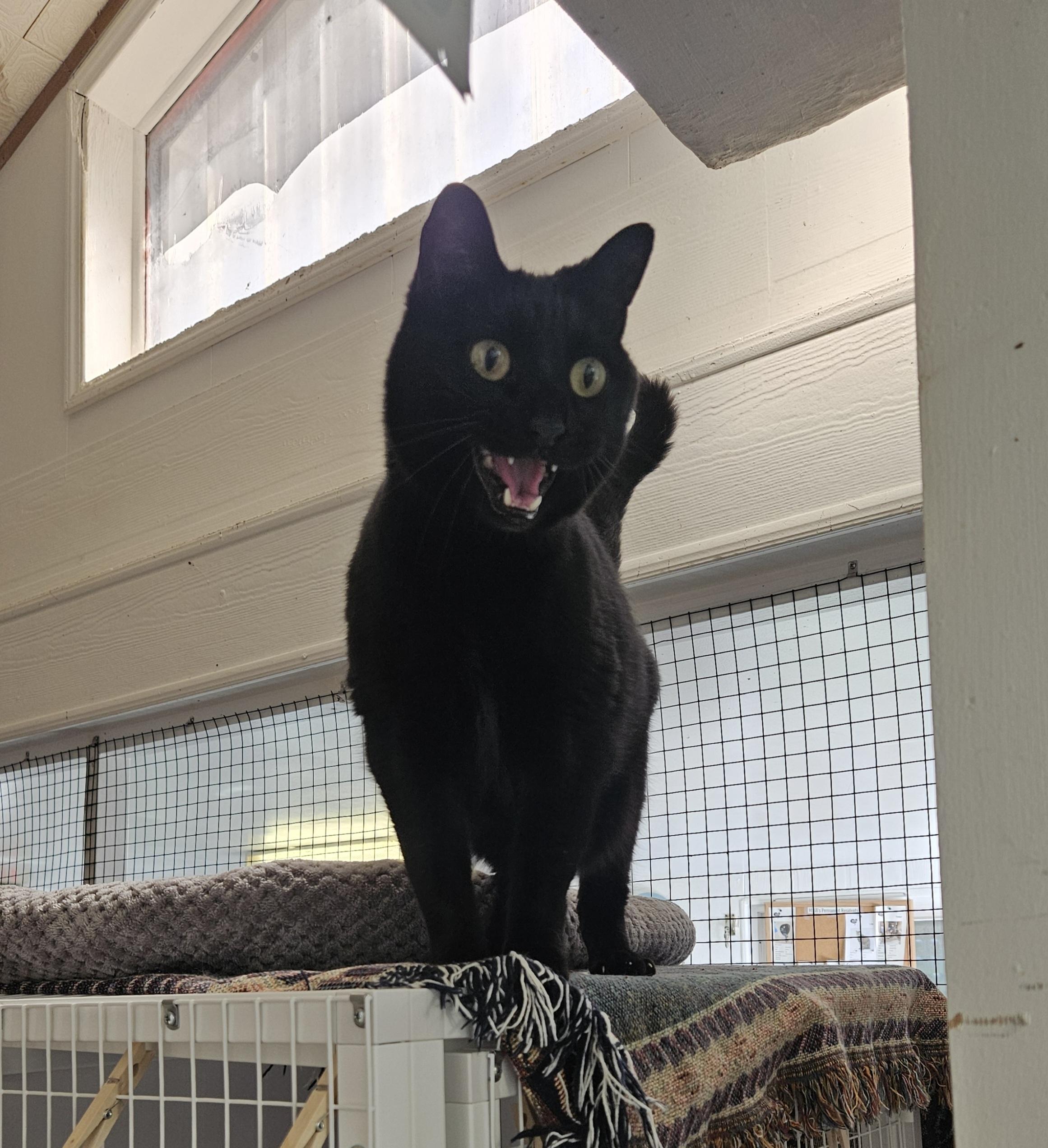 Enlarge Harley , a ADOPTABLE Domestic Short Hair in Melbourne, FL image 2/2