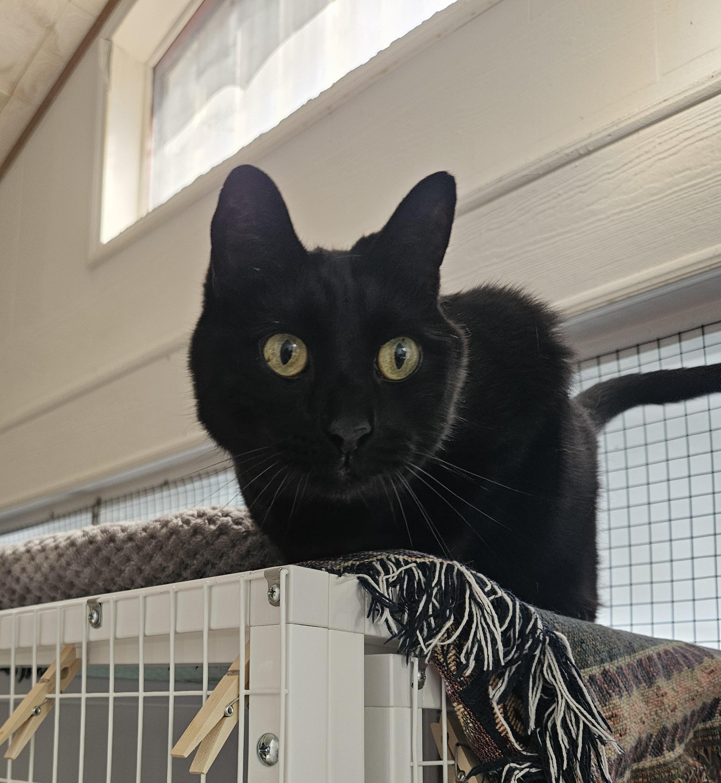 Harley , ADOPTABLE, Senior Male Domestic Short Hair.