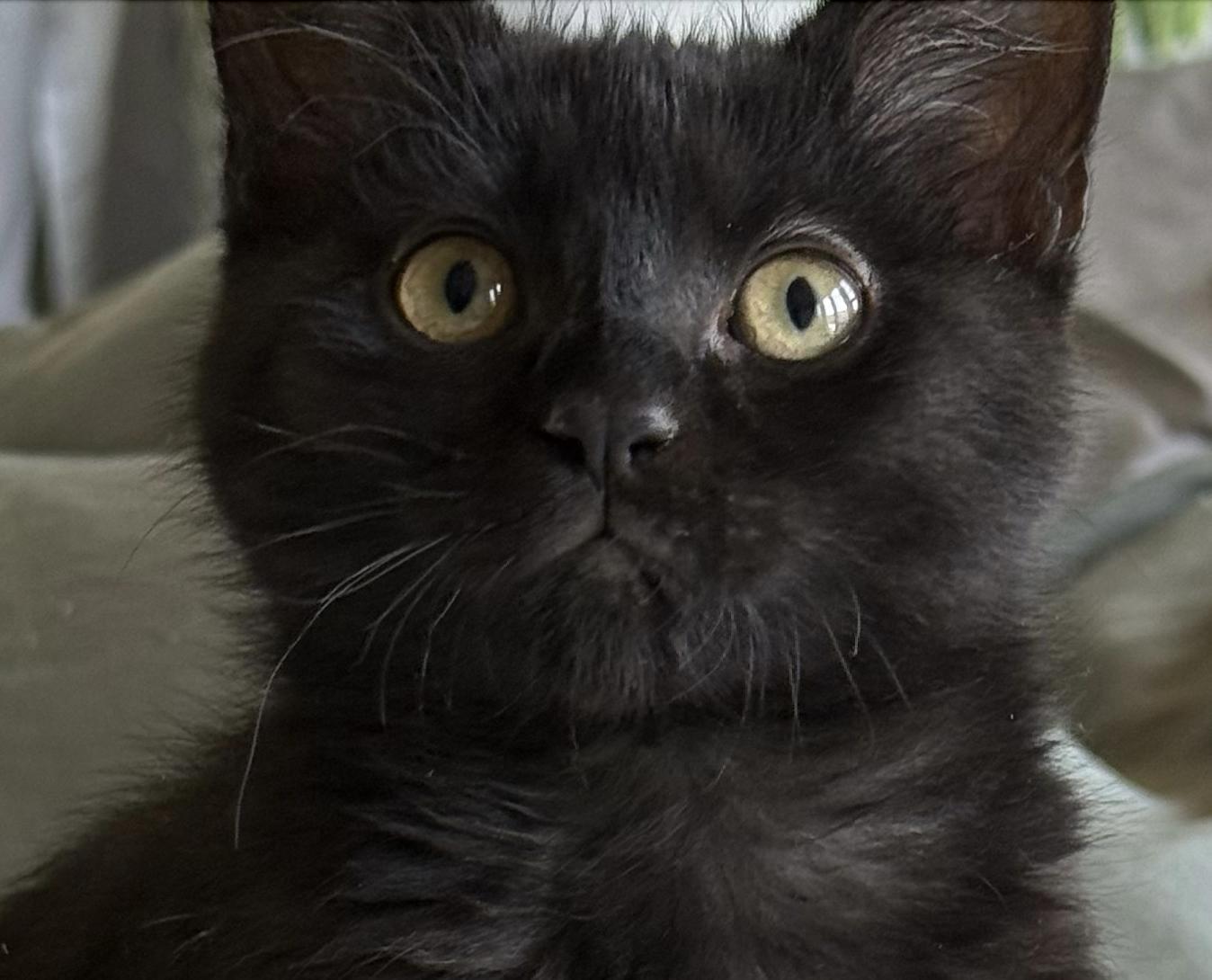 Darcy, adopted, Kitten Female Domestic Short Hair & Bombay.
