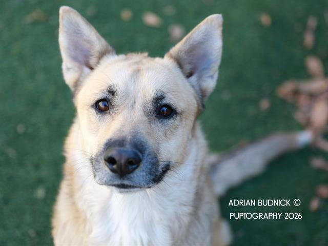 Enlarge Firefoxx, a ADOPTABLE Mixed Breed in Nashville, TN image 1/2