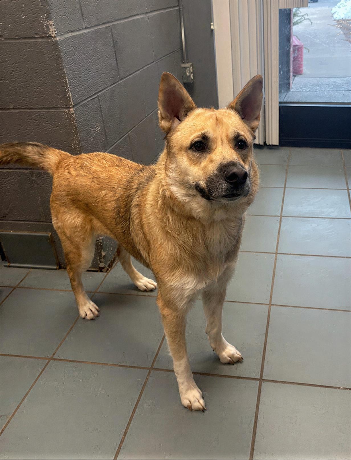 Enlarge Firefoxx, a ADOPTABLE Mixed Breed in Nashville, TN image 2/2