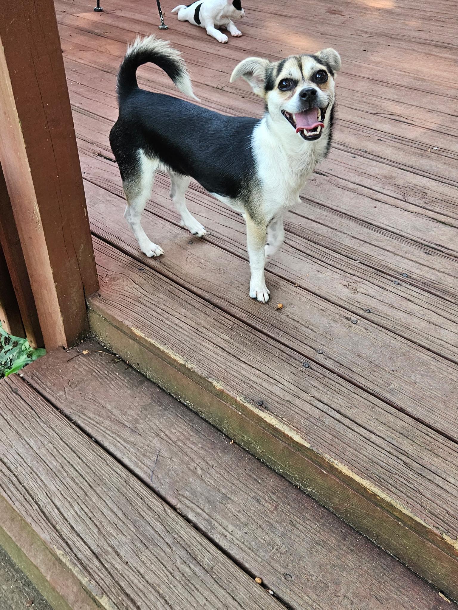 Sunny, Adoptable, Young Female Chihuahua.