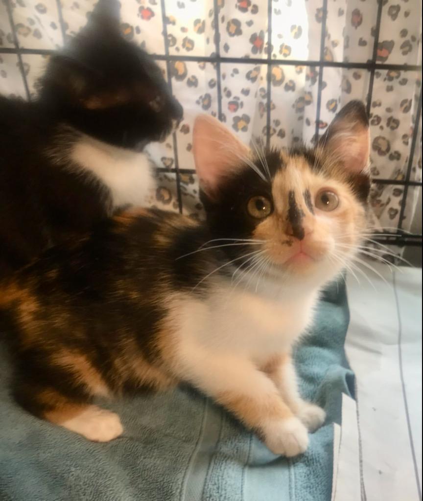 Enlarge Nessa, an adoptable Domestic Short Hair in Cincinnati, OH image 1/2