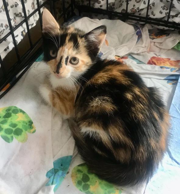 Enlarge Nessa, an adoptable Domestic Short Hair in Cincinnati, OH image 2/2