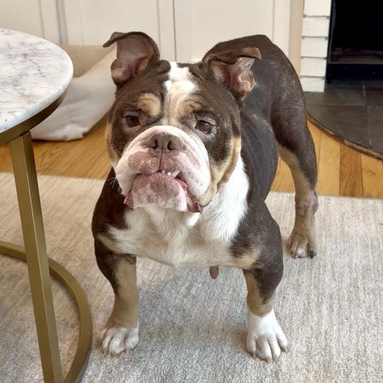 Clarice, Adoptable, Adult Female English Bulldog.