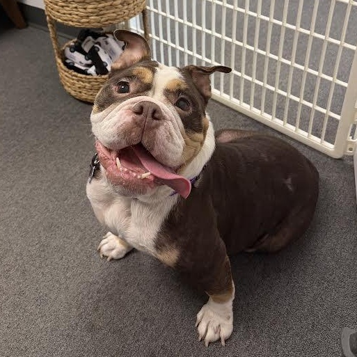 Enlarge Clarice, a Adoptable mixed breed in Midlothian, VA image 4/6