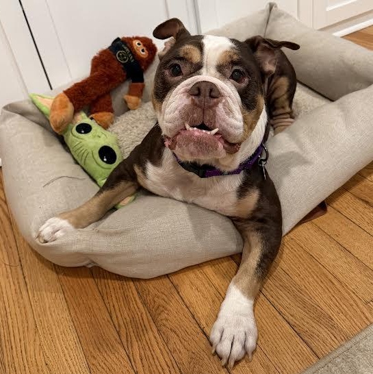 Enlarge Clarice, a Adoptable mixed breed in Midlothian, VA image 3/6