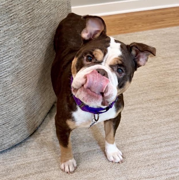 Enlarge Clarice, a Adoptable mixed breed in Midlothian, VA image 2/6