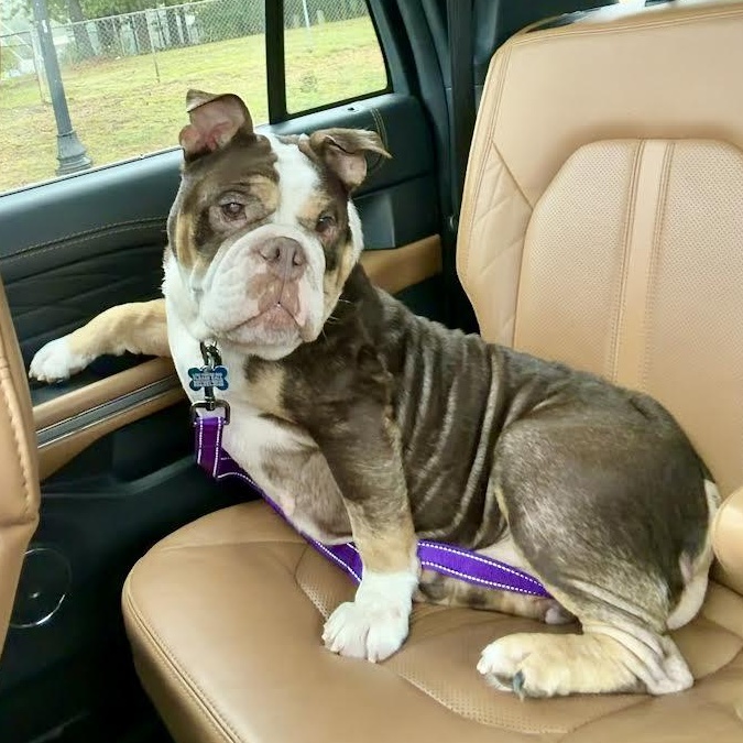 Enlarge Clarice, a Adoptable mixed breed in Midlothian, VA image 6/6
