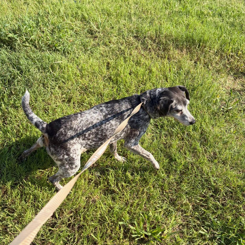 Enlarge Leila, a Adoptable Mixed Breed in North Charleston, SC image 1/6