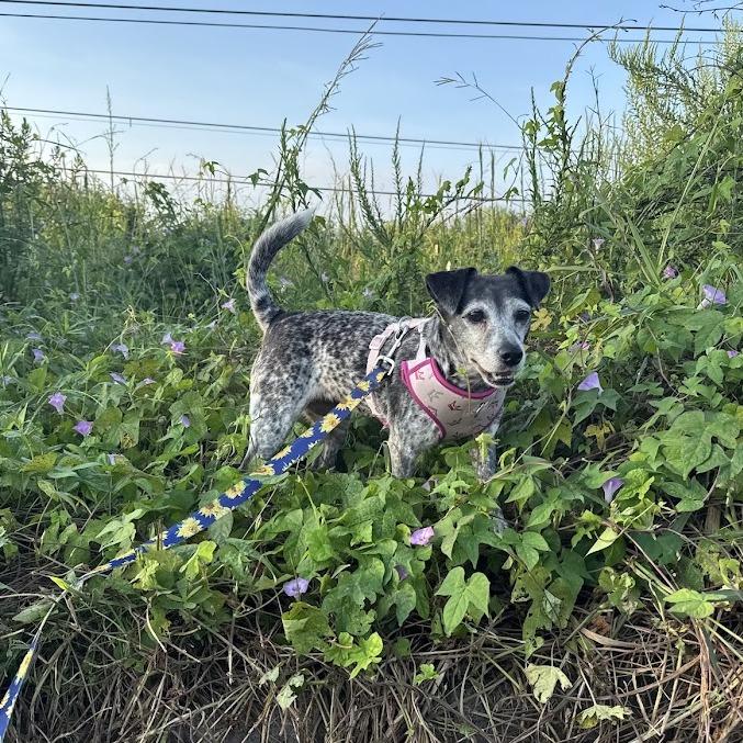 Enlarge Leila, a Adoptable Mixed Breed in North Charleston, SC image 5/6