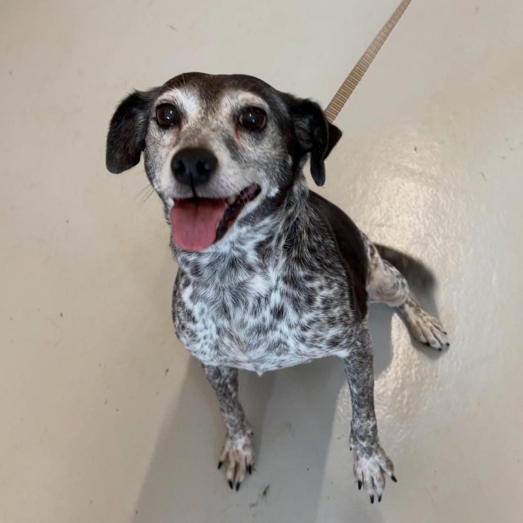 Enlarge Leila, a Adoptable Mixed Breed in North Charleston, SC image 6/6