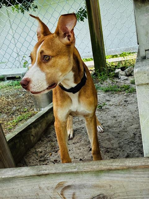 Enlarge Ares, a Adoptable mixed breed image 2/4