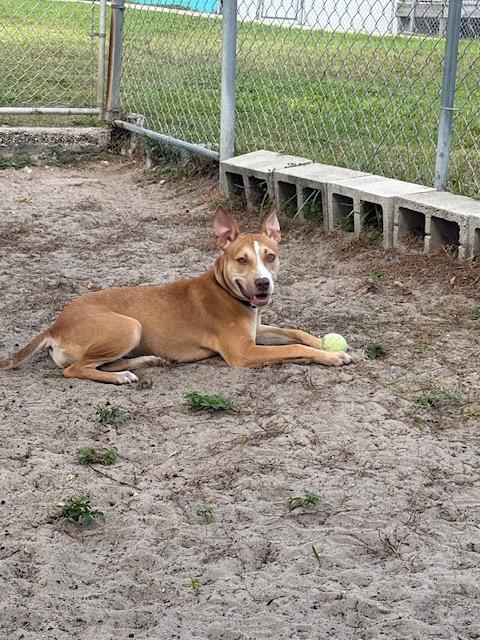 Enlarge Ares, a Adoptable mixed breed image 4/4