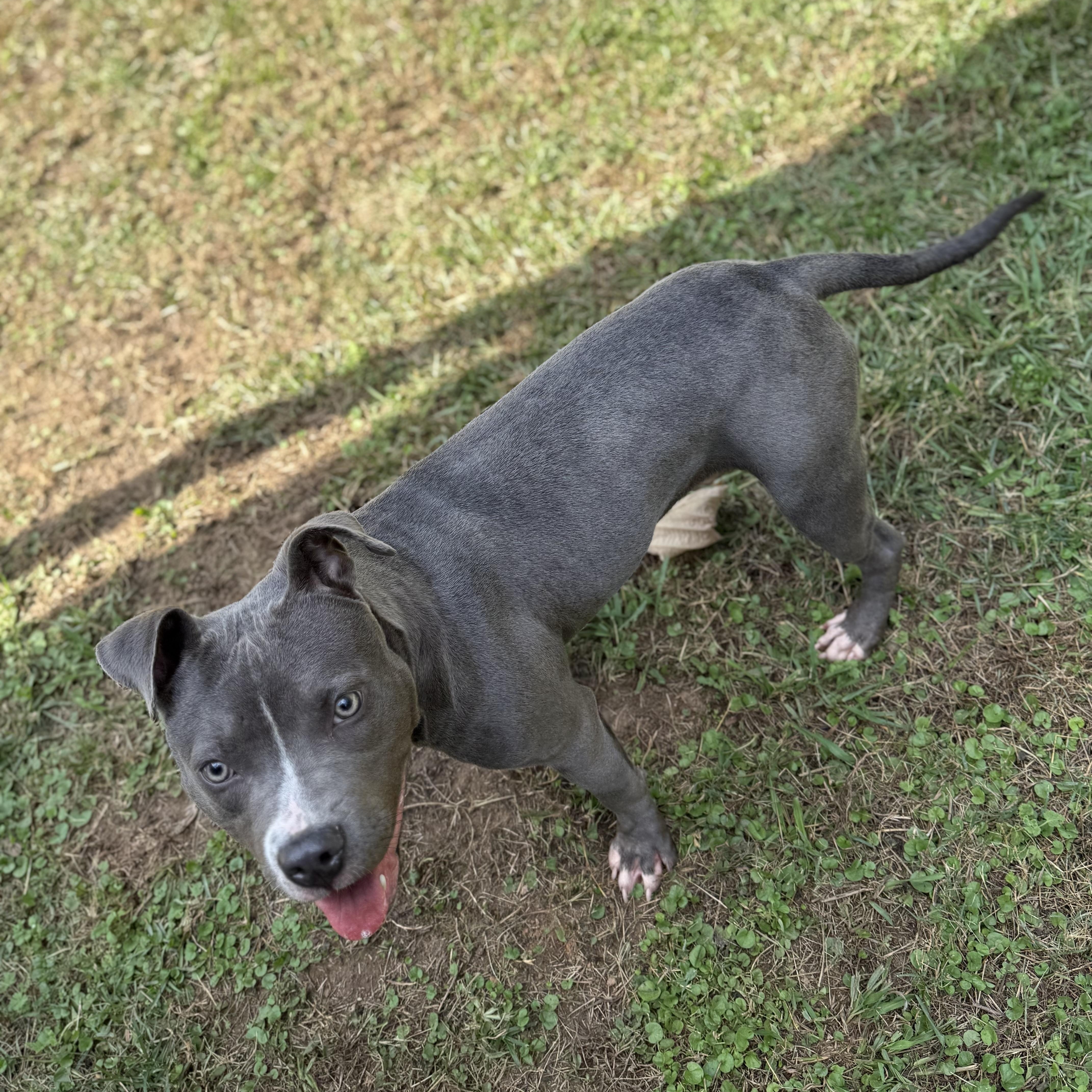 Enlarge Raina 11893, a Adoptable Pit Bull Terrier in Elberton, GA image 1/6
