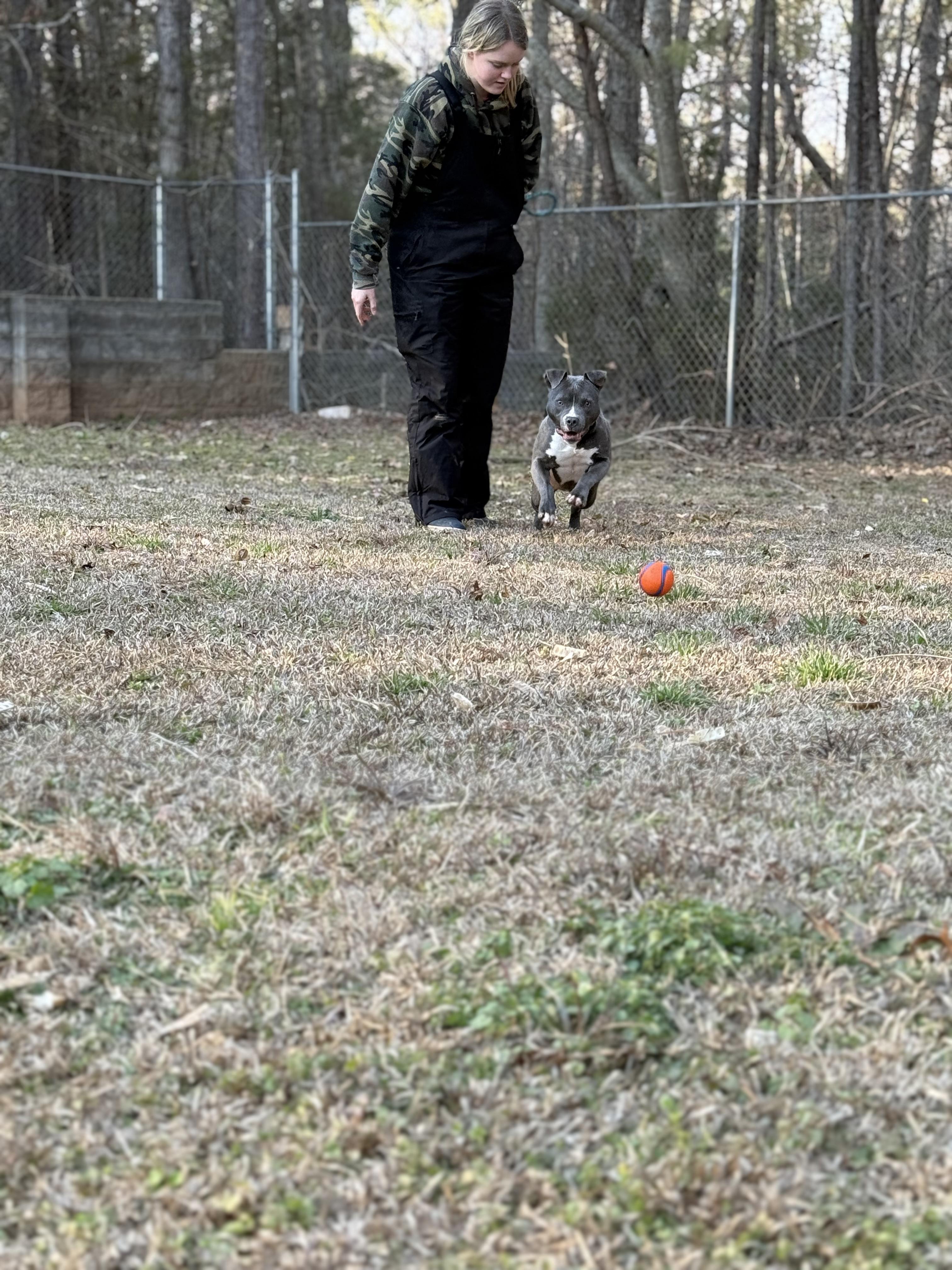 Raina 11893, an adopted Pit Bull Terrier in Elberton, GA image 2/6
