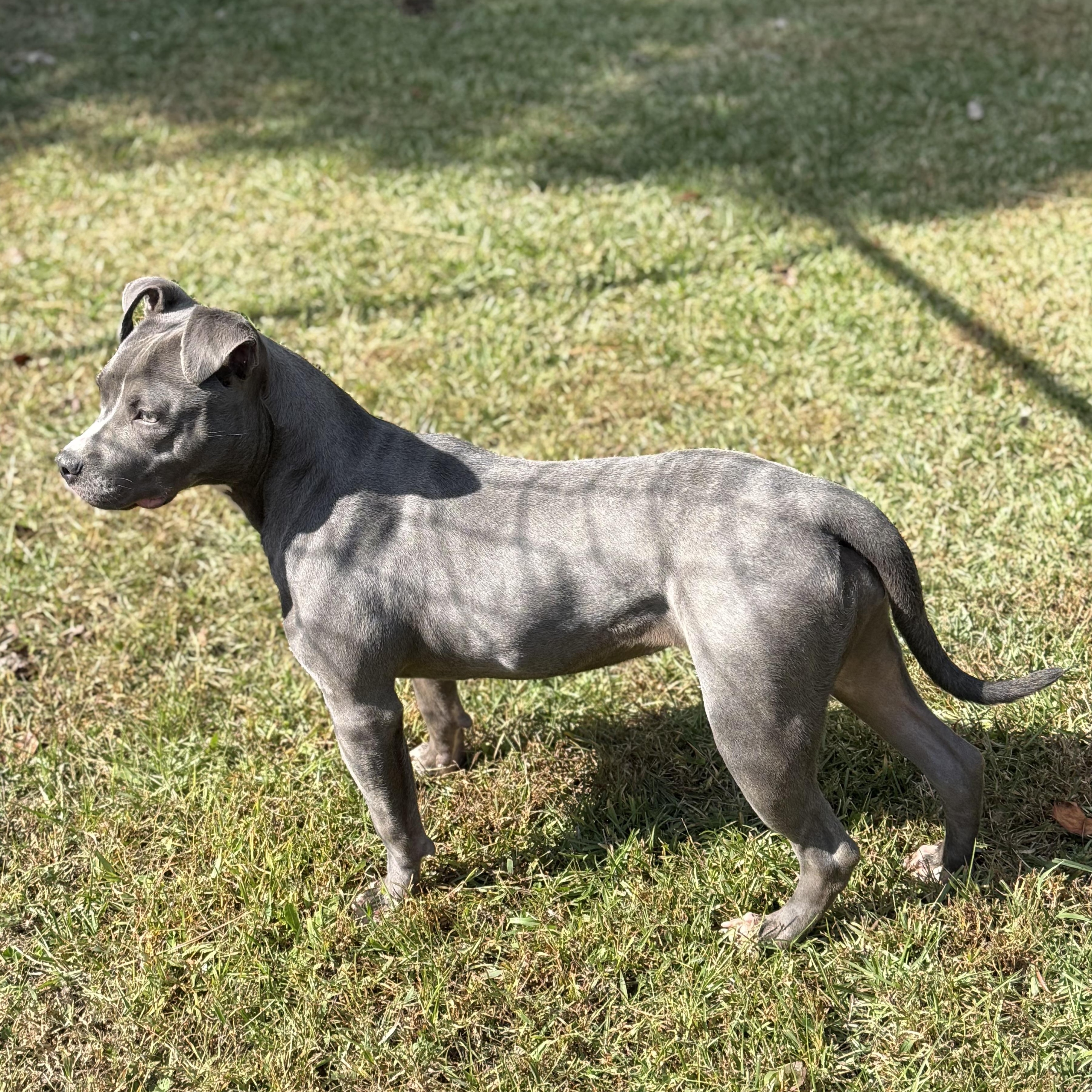 Enlarge Raina 11893, a Adoptable Pit Bull Terrier in Elberton, GA image 2/6