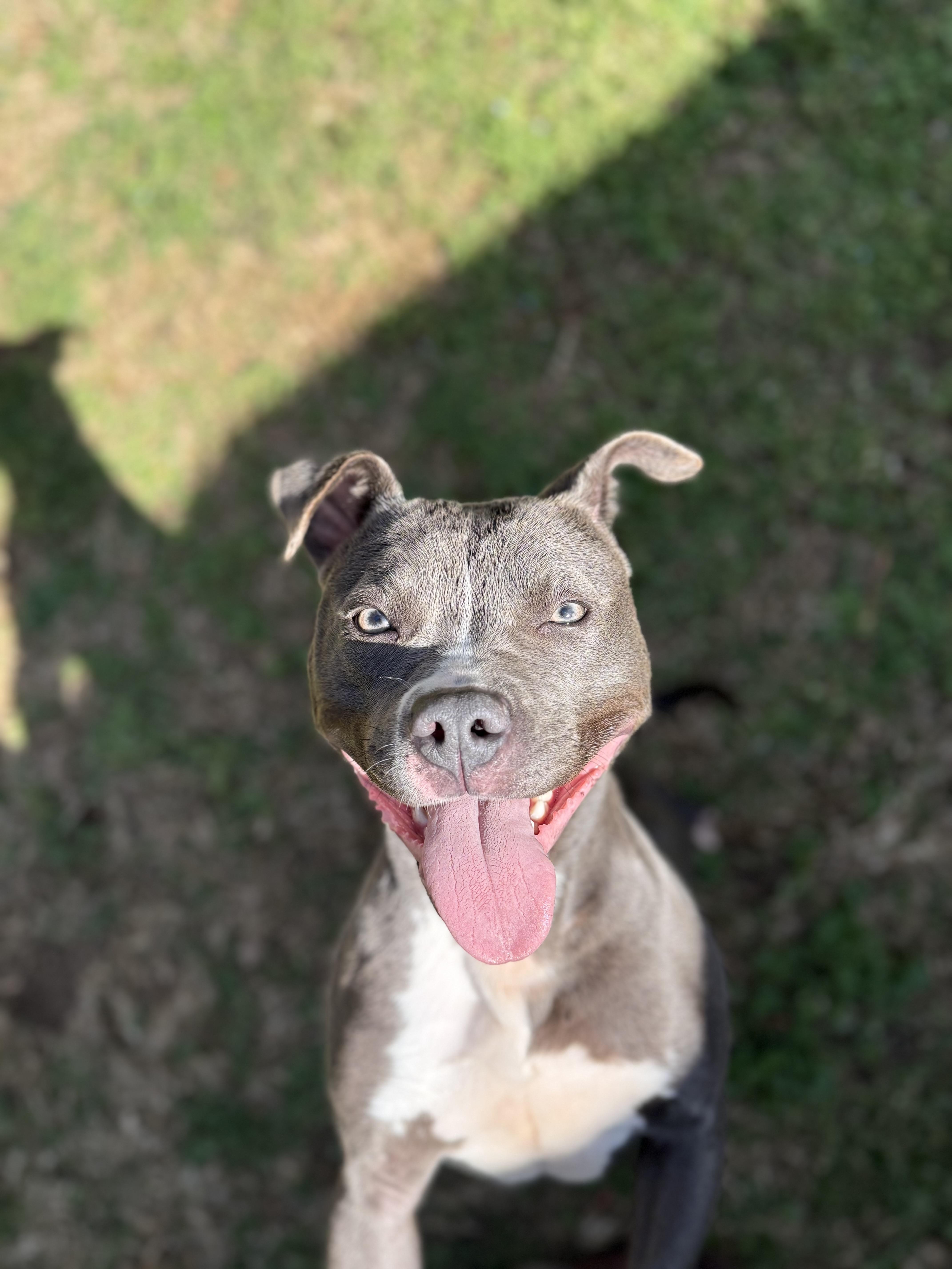 Raina 11893, an adopted Pit Bull Terrier in Elberton, GA image 1/6