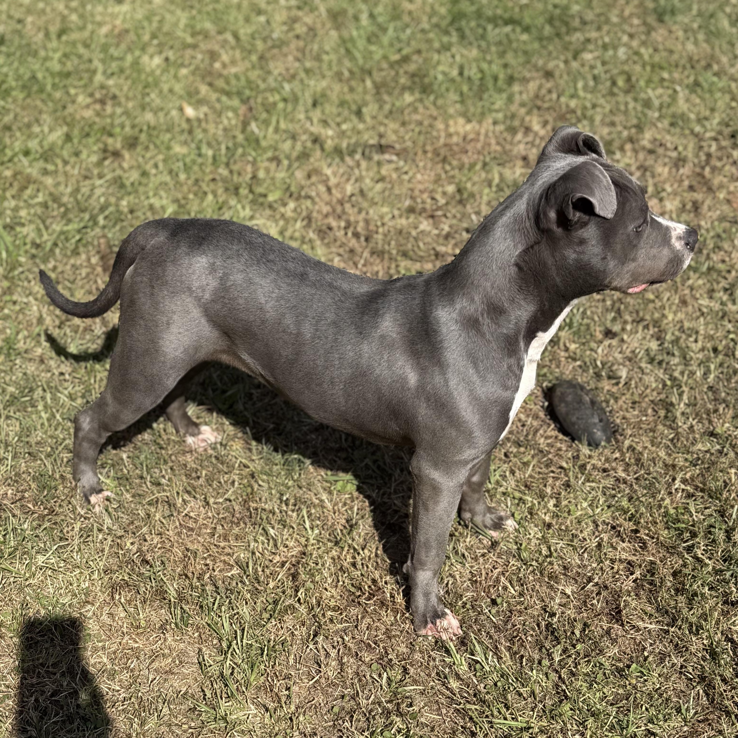 Enlarge Raina 11893, a Adoptable Pit Bull Terrier in Elberton, GA image 3/6