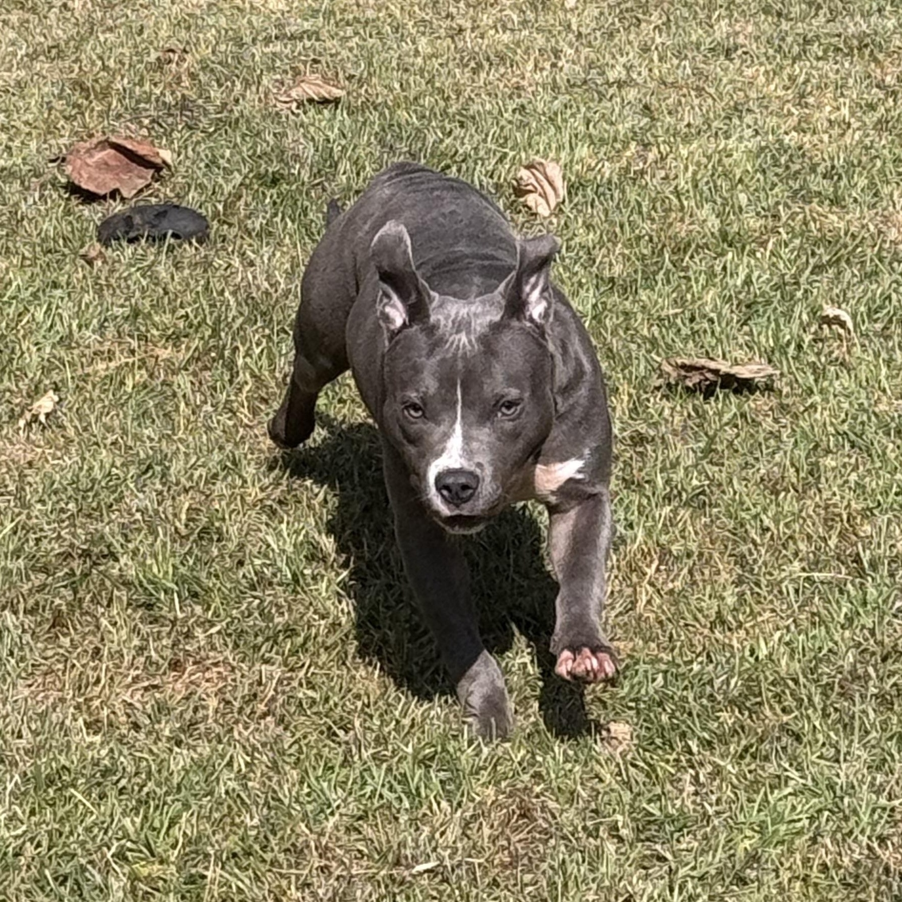 Enlarge Raina 11893, a Adoptable Pit Bull Terrier in Elberton, GA image 4/6