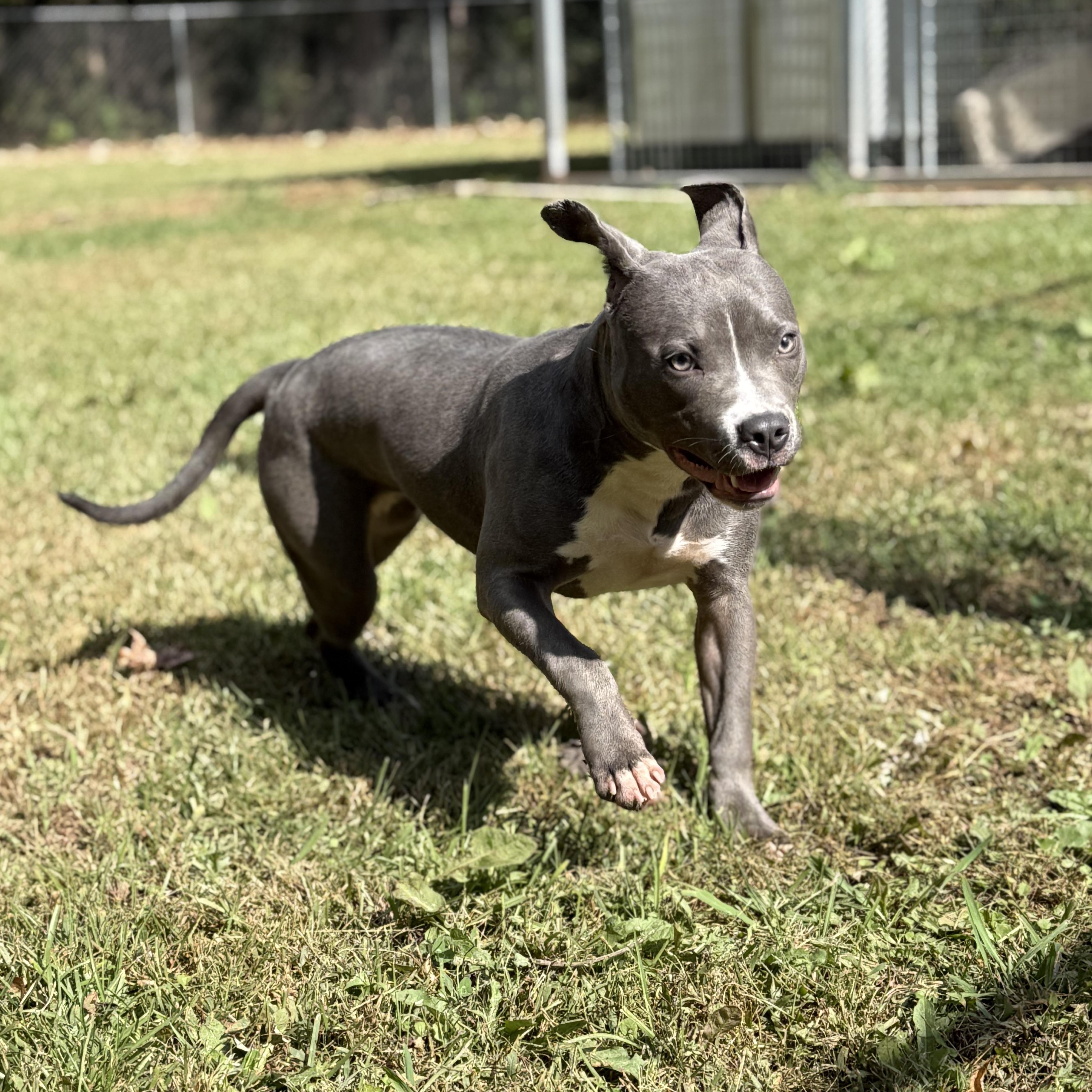 Enlarge Raina 11893, a Adoptable Pit Bull Terrier in Elberton, GA image 5/6