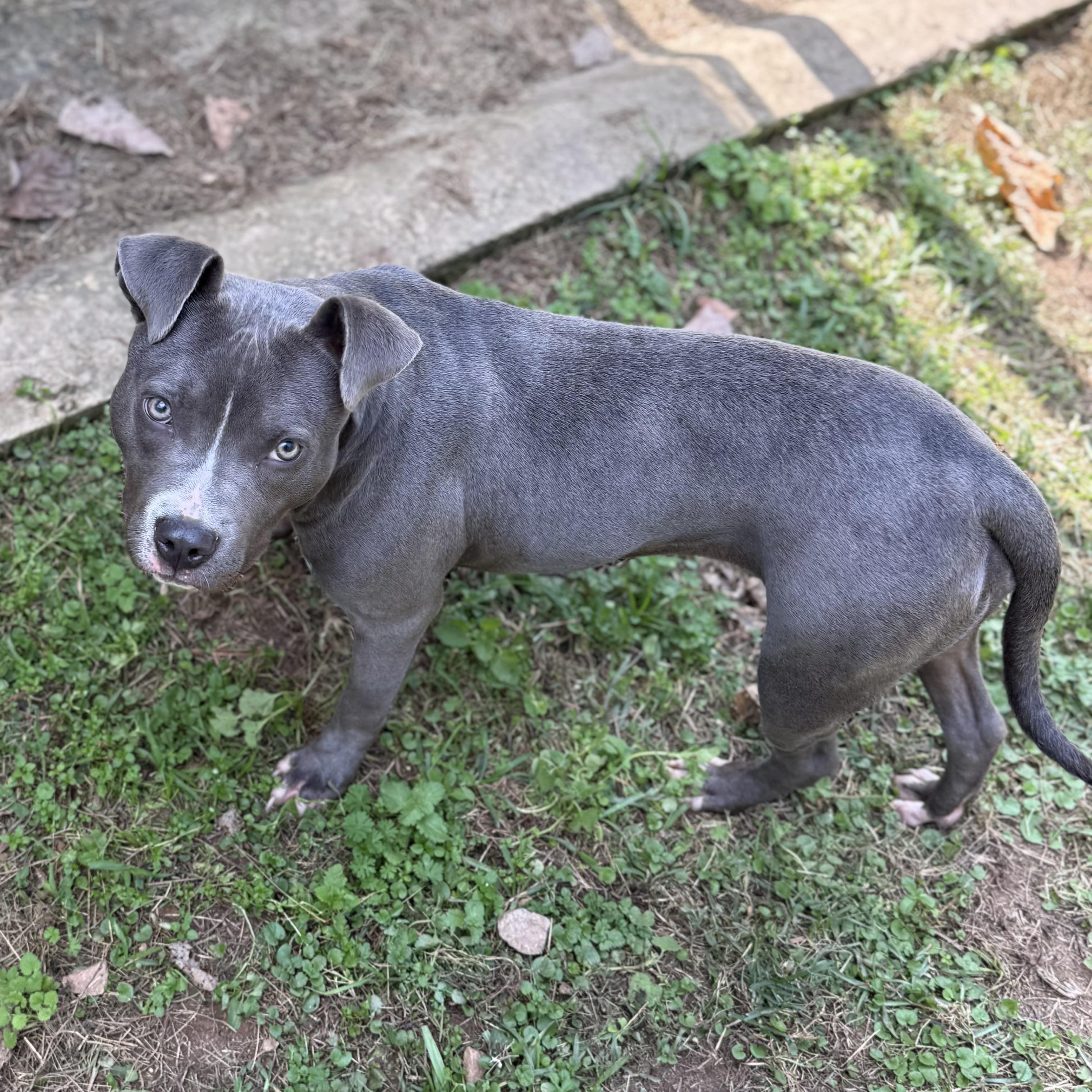 Enlarge Raina 11893, a Adoptable Pit Bull Terrier in Elberton, GA image 6/6