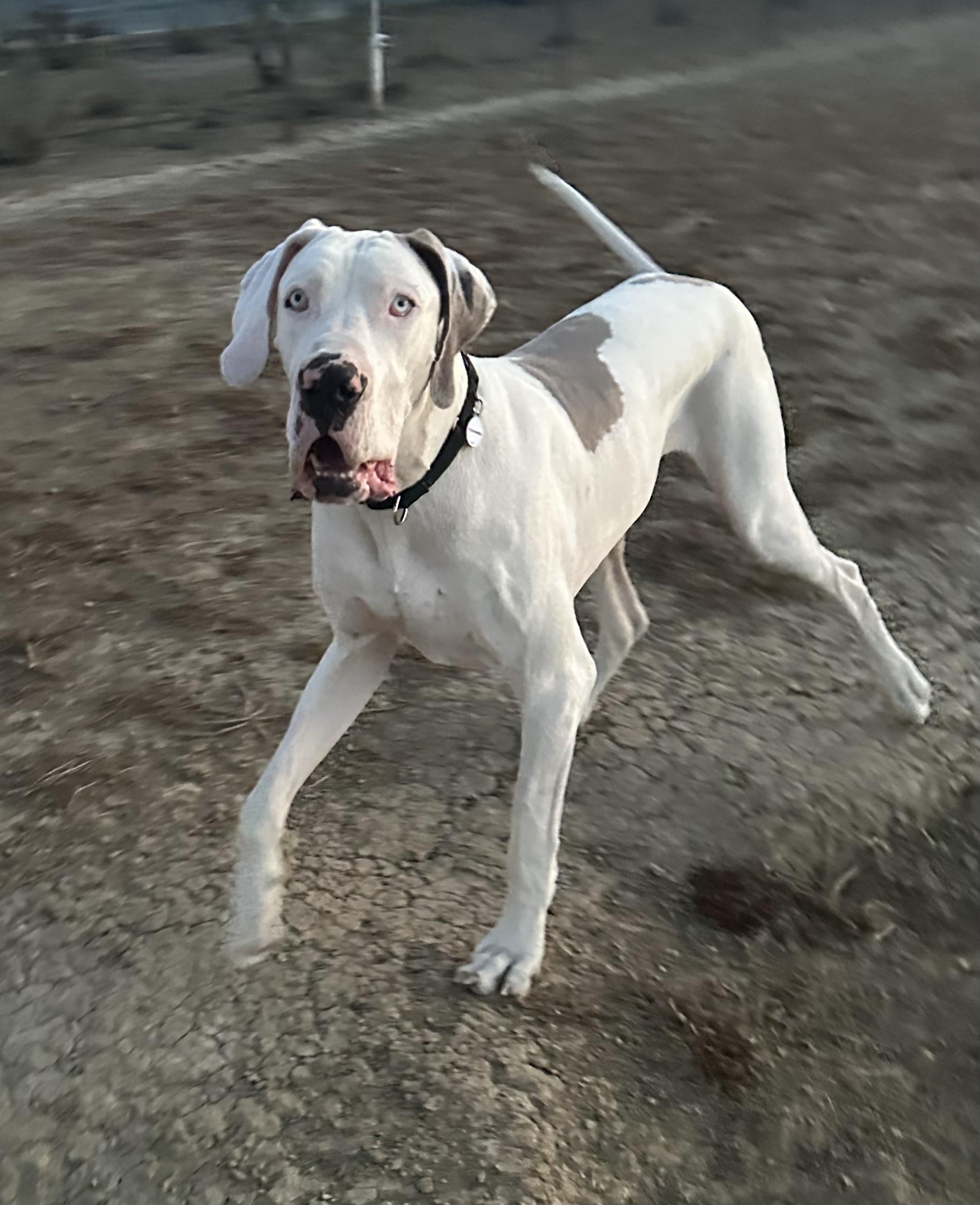 Enlarge Rocky, a ADOPTABLE Great Dane in Knightsen, CA image 5/6