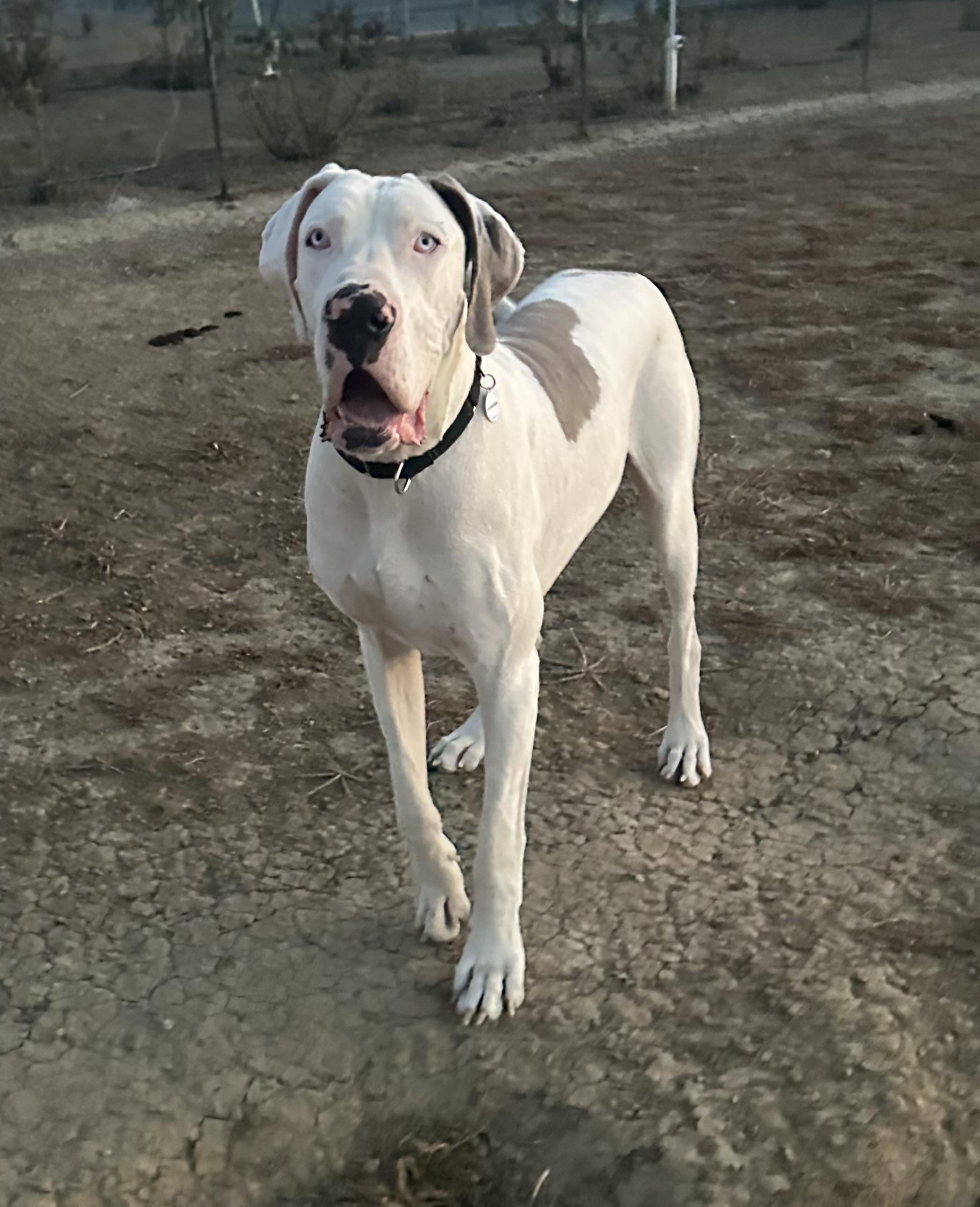 Enlarge Rocky, a ADOPTABLE Great Dane in Knightsen, CA image 4/6