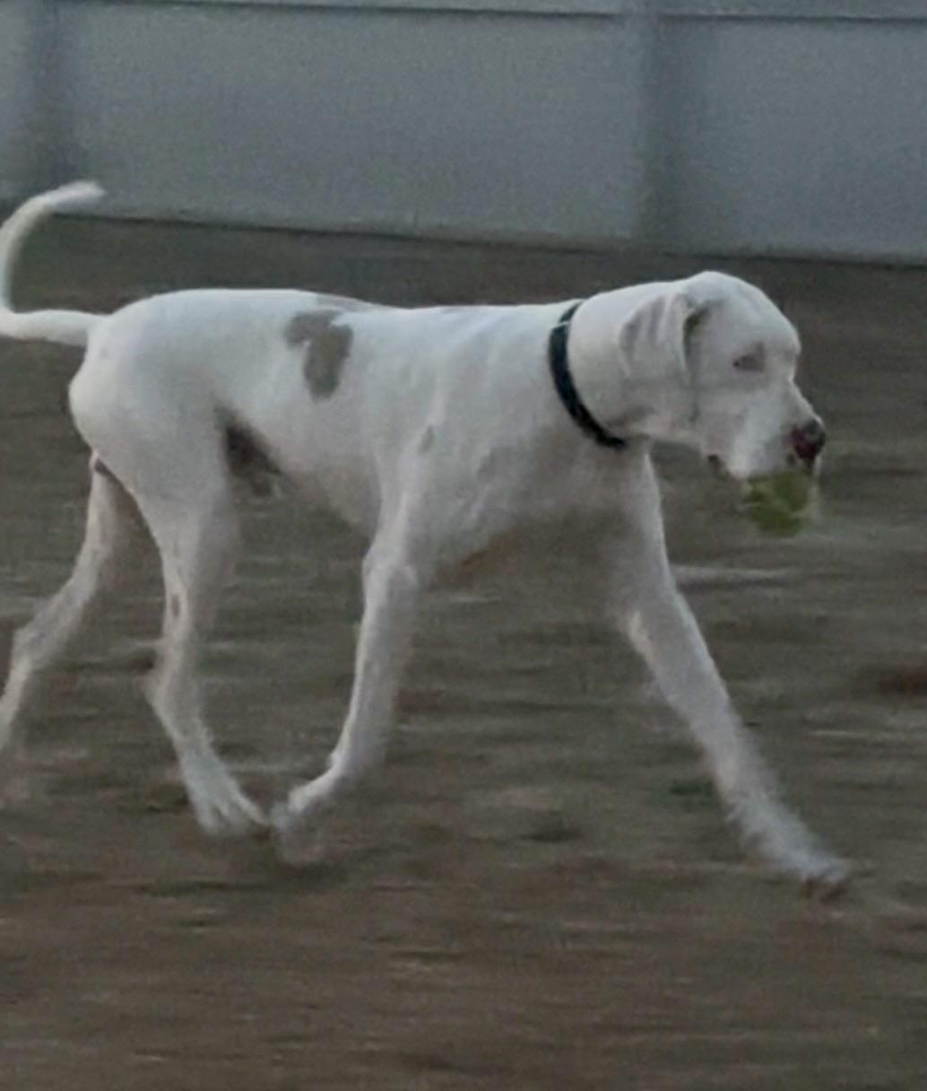 Enlarge Rocky, a ADOPTABLE Great Dane in Knightsen, CA image 6/6