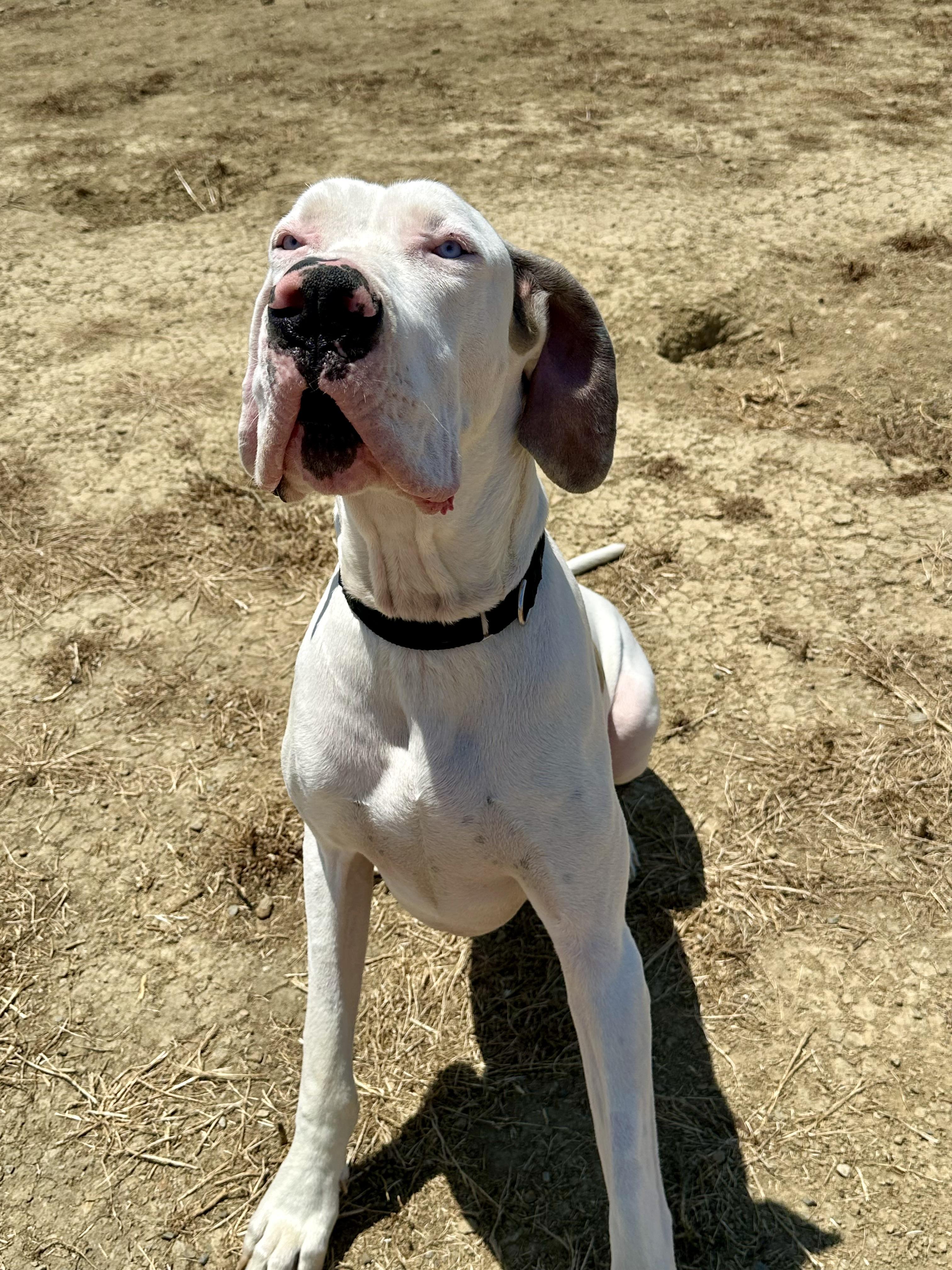 Enlarge Rocky, a ADOPTABLE Great Dane in Knightsen, CA image 3/6