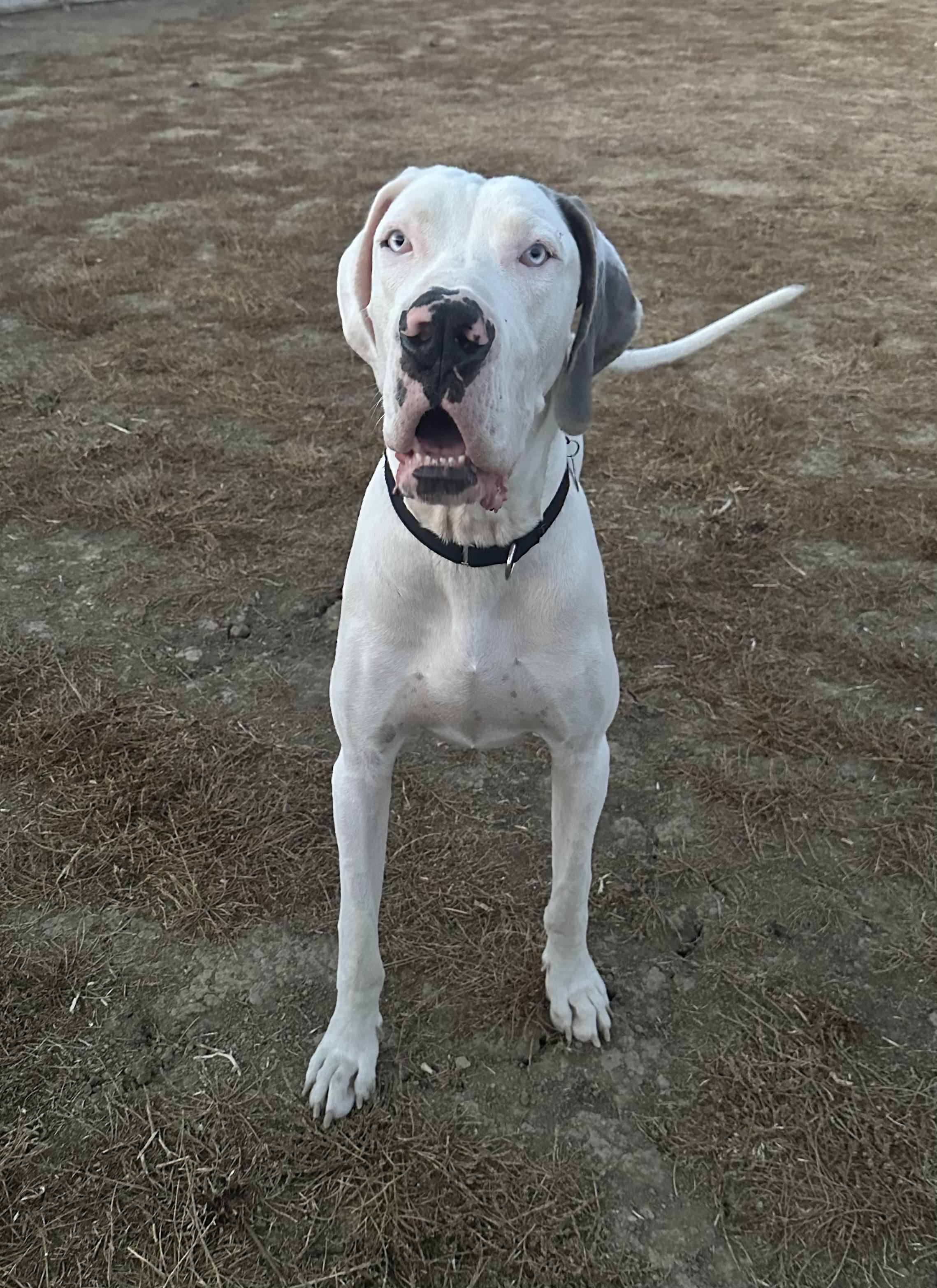 Enlarge Rocky, a ADOPTABLE Great Dane in Knightsen, CA image 1/6