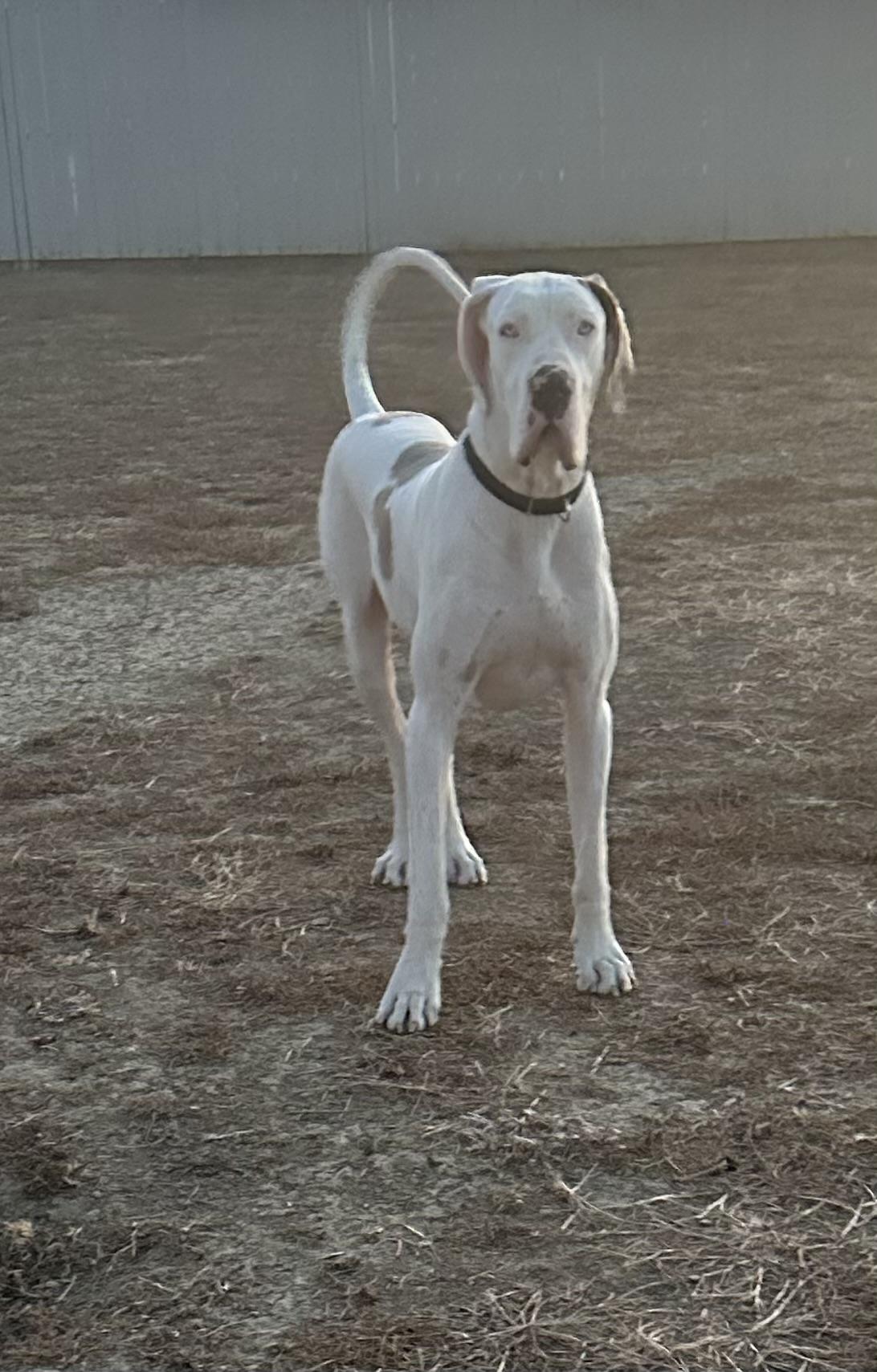 Enlarge Rocky, a ADOPTABLE Great Dane in Knightsen, CA image 2/6