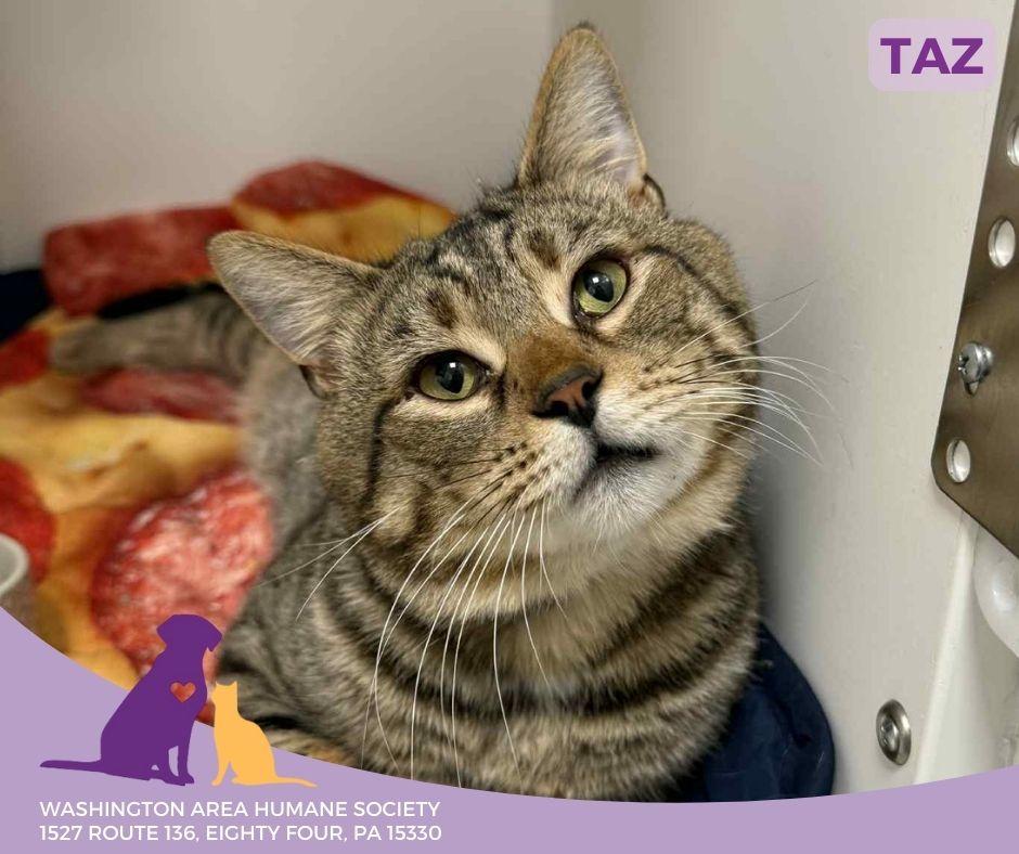 Enlarge Taz, an adoptable mixed breed in Eighty Four, PA image 2/3